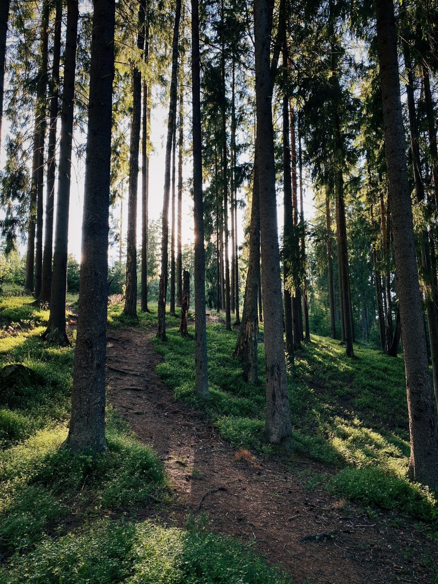 Фотки леса