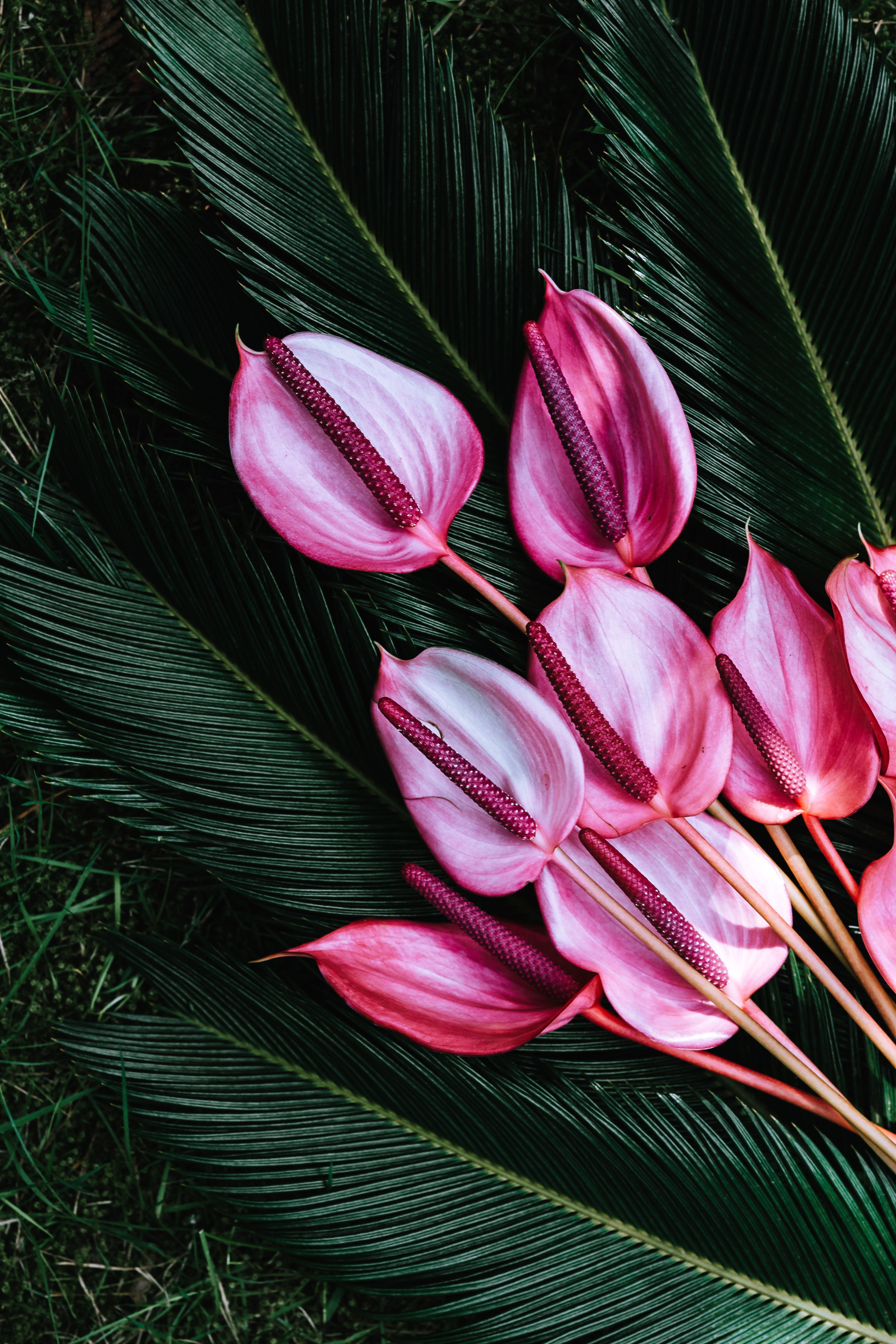 3648x5472  Download \"Saga Palm\" wallpapers for mobile phone, free \"Saga Palm\" HD  pictures