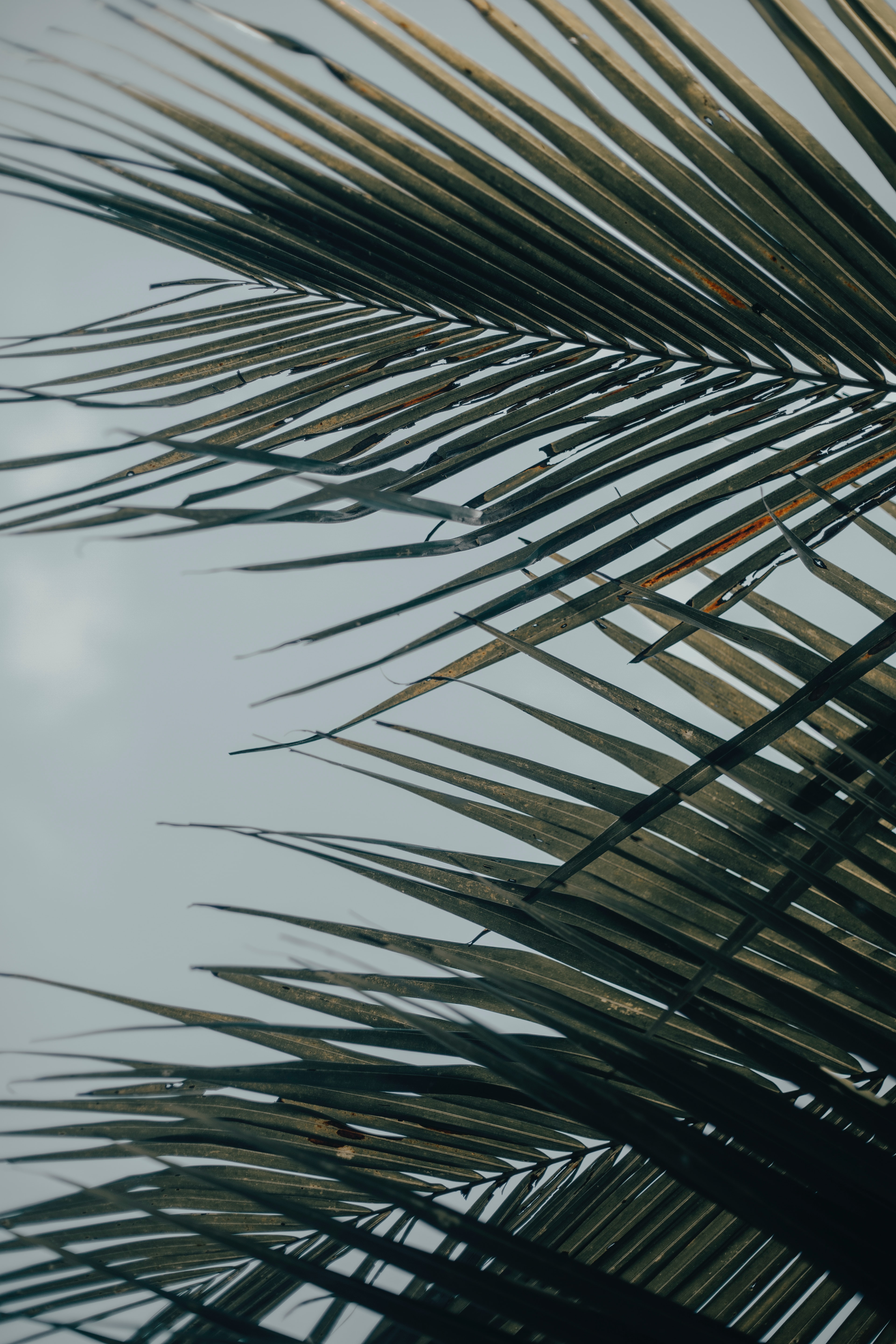 3840x5760  Обои на телефон: Тропический, Деревья, Листья, Пальмы, Природа, 54623  скачать картинку бесплатно.