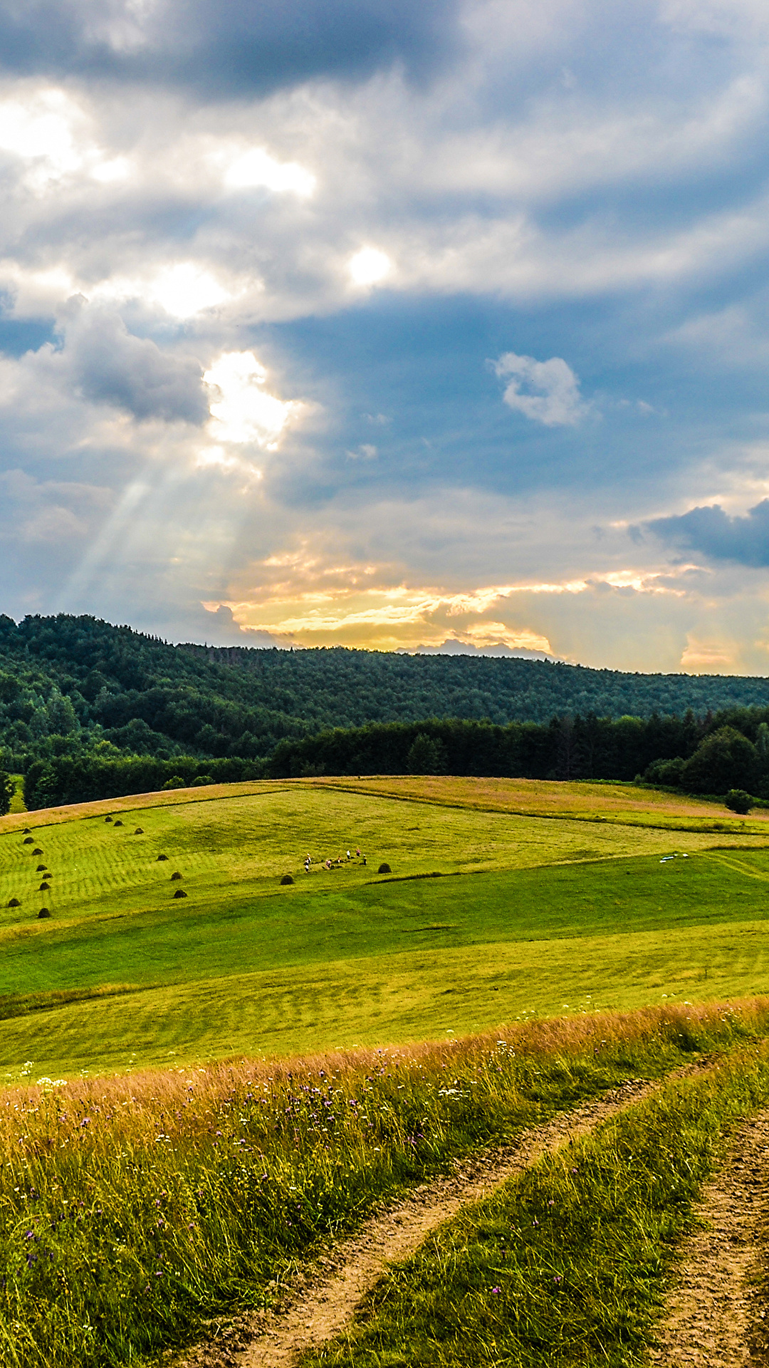 1080x1920  Картинки Закарпатье Украина Природа лес Поля Небо 1080x1920