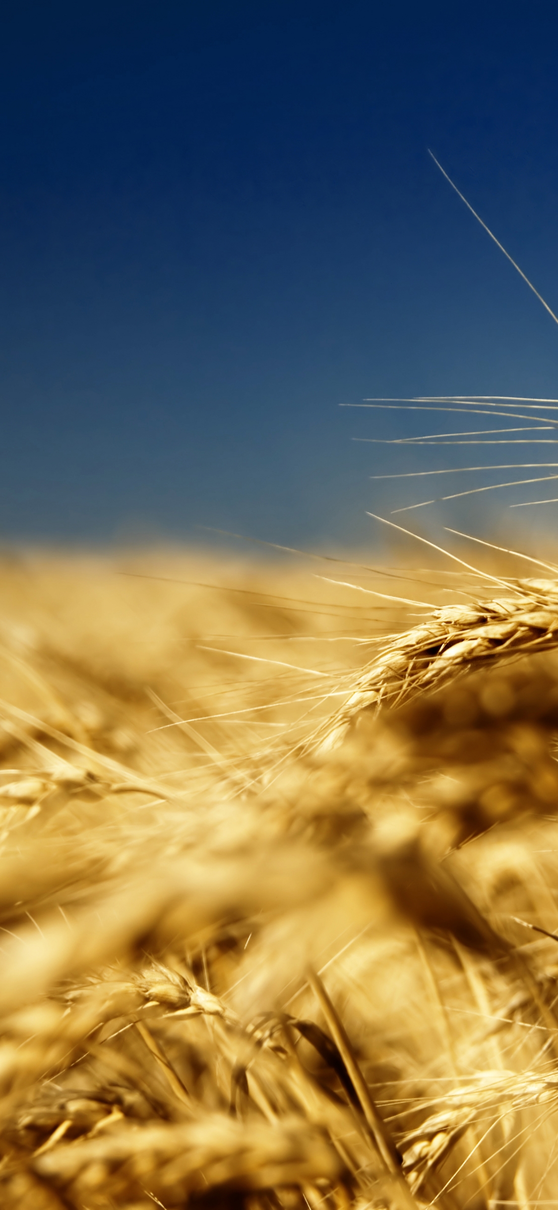 1125x2436  Украина обои на телефон (17 фото)