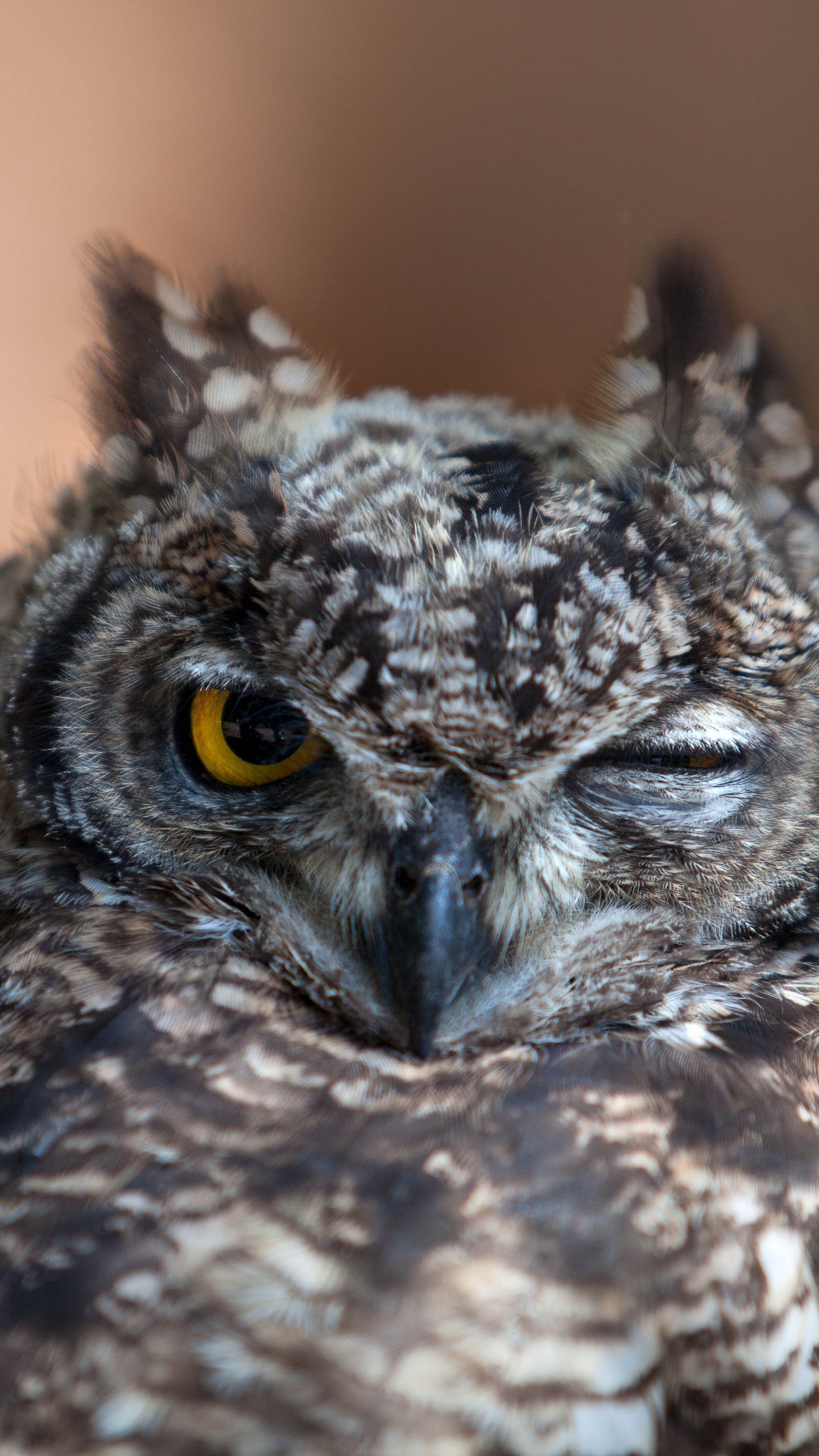 1440x2560  Скачать 1440x2560 сова, глаза, птица, хищник обои, картинки qhd samsung  galaxy s6, s7, edge, note, lg g4