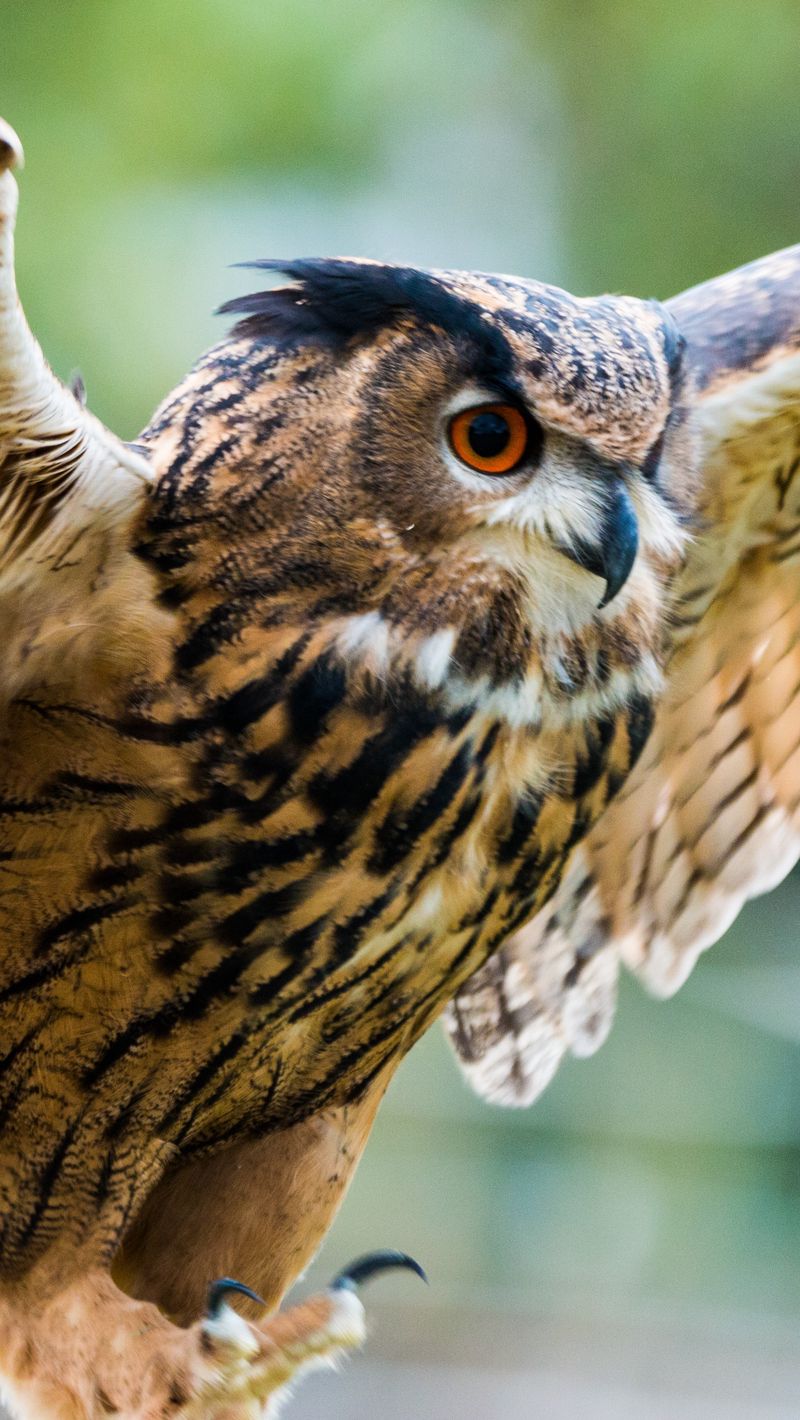 800x1420  Скачать 800x1420 филин, сова, птица, хищник, крылья, взмах обои, картинки  iphone se/5s/5c/5 for parallax