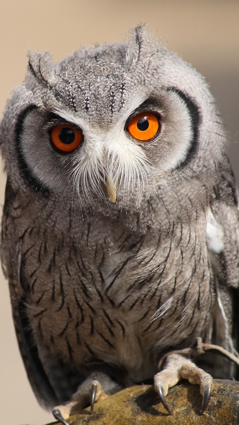 1000x1778  Красивый филин - Картинка на телефон / Обои на рабочий стол №1215401