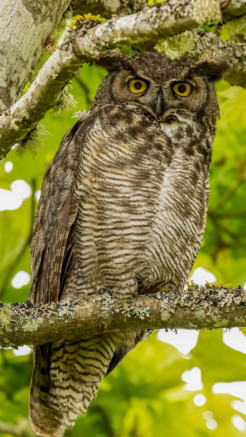 800x1420  Скачать 800x1420 виргинский филин, сова, птица, взгляд обои, картинки  iphone se/5s/5c/5 for parallax