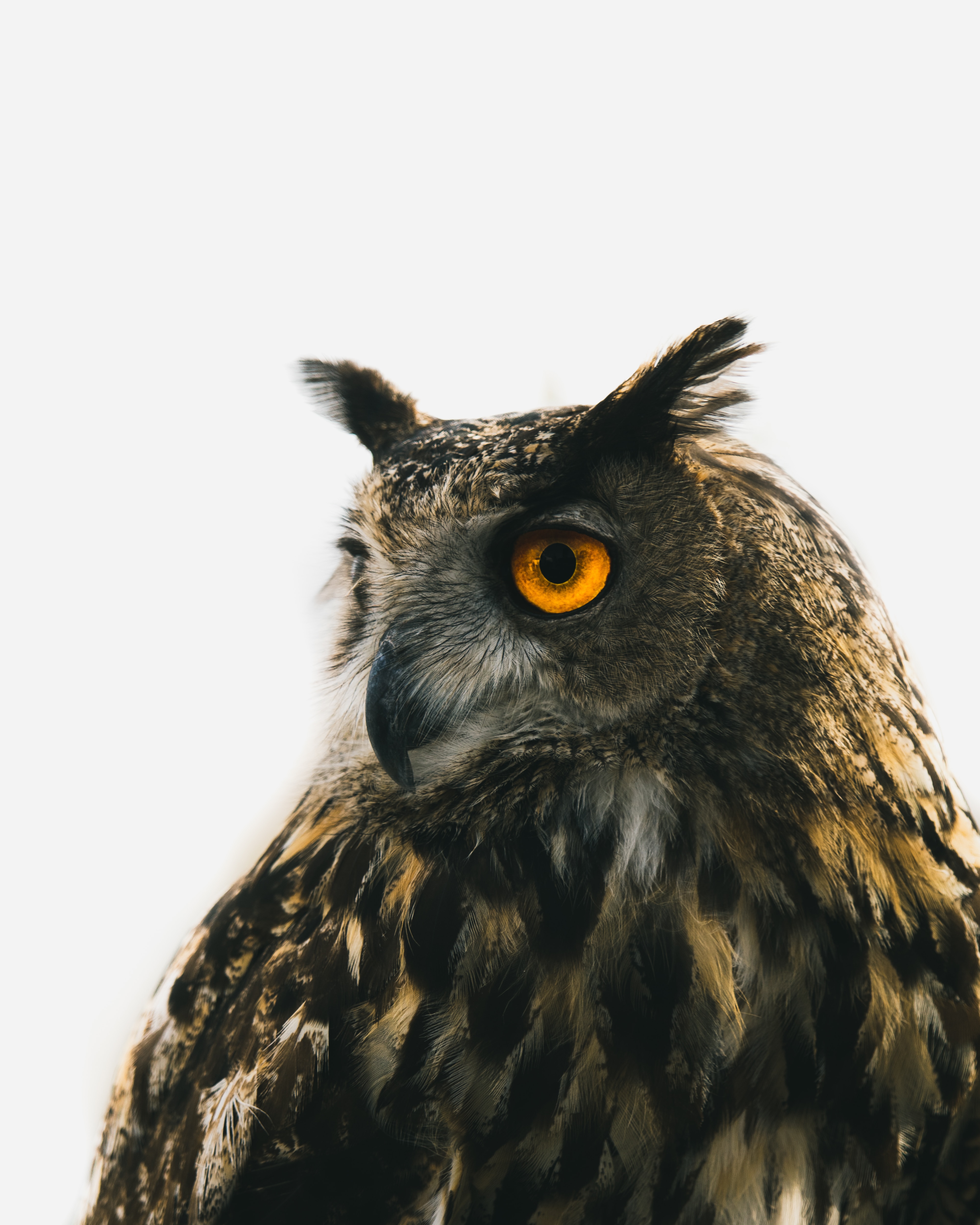 4000x5000  Скачать обои \"Филин\" на телефон в высоком качестве, вертикальные картинки \" Филин\" бесплатно