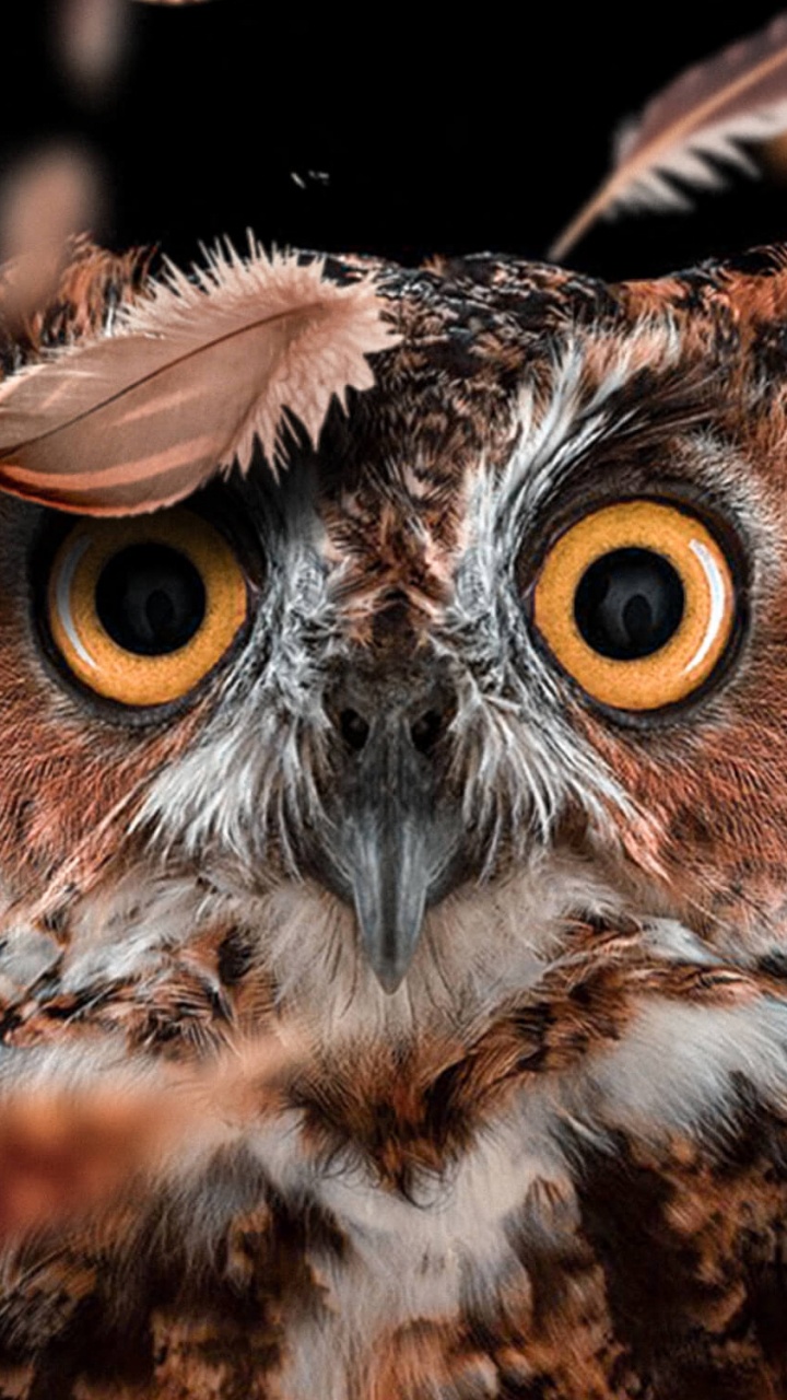 720x1280  Филин обои для телефона, HD заставки и картинки на экран блокировки  720x1280 | Akspic