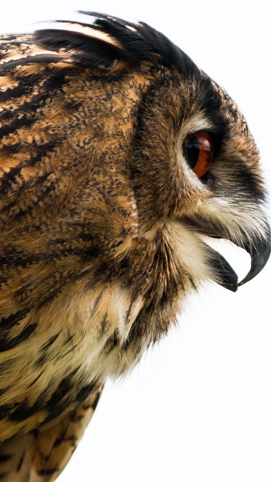 938x1668  Скачать 938x1668 филин, сова, клюв, птица, хищник, профиль обои, картинки  iphone 8/7/6s/6 for parallax