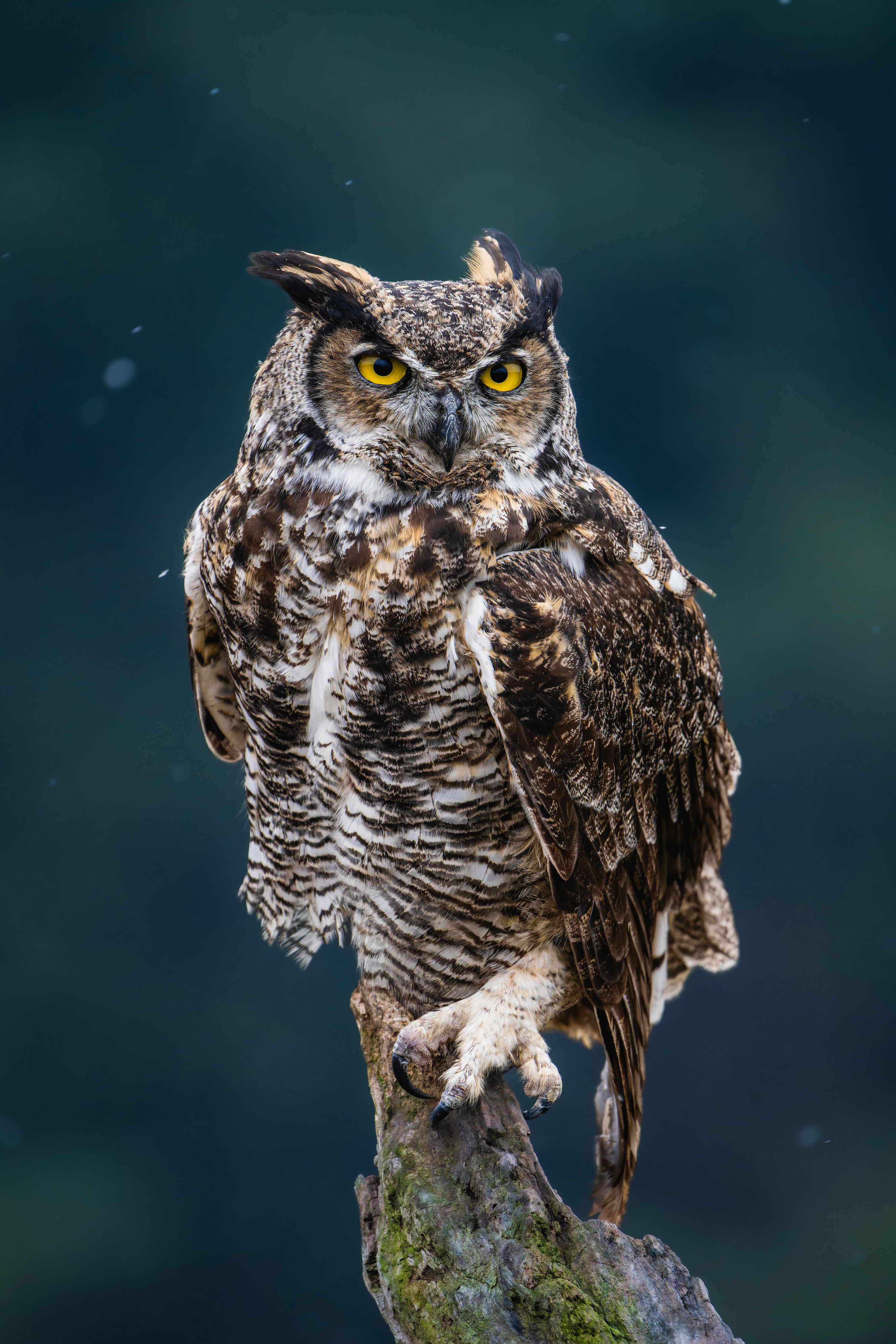 3000x4500  Картинка совы Птицы great horned owl Взгляд Животные 3000x4500