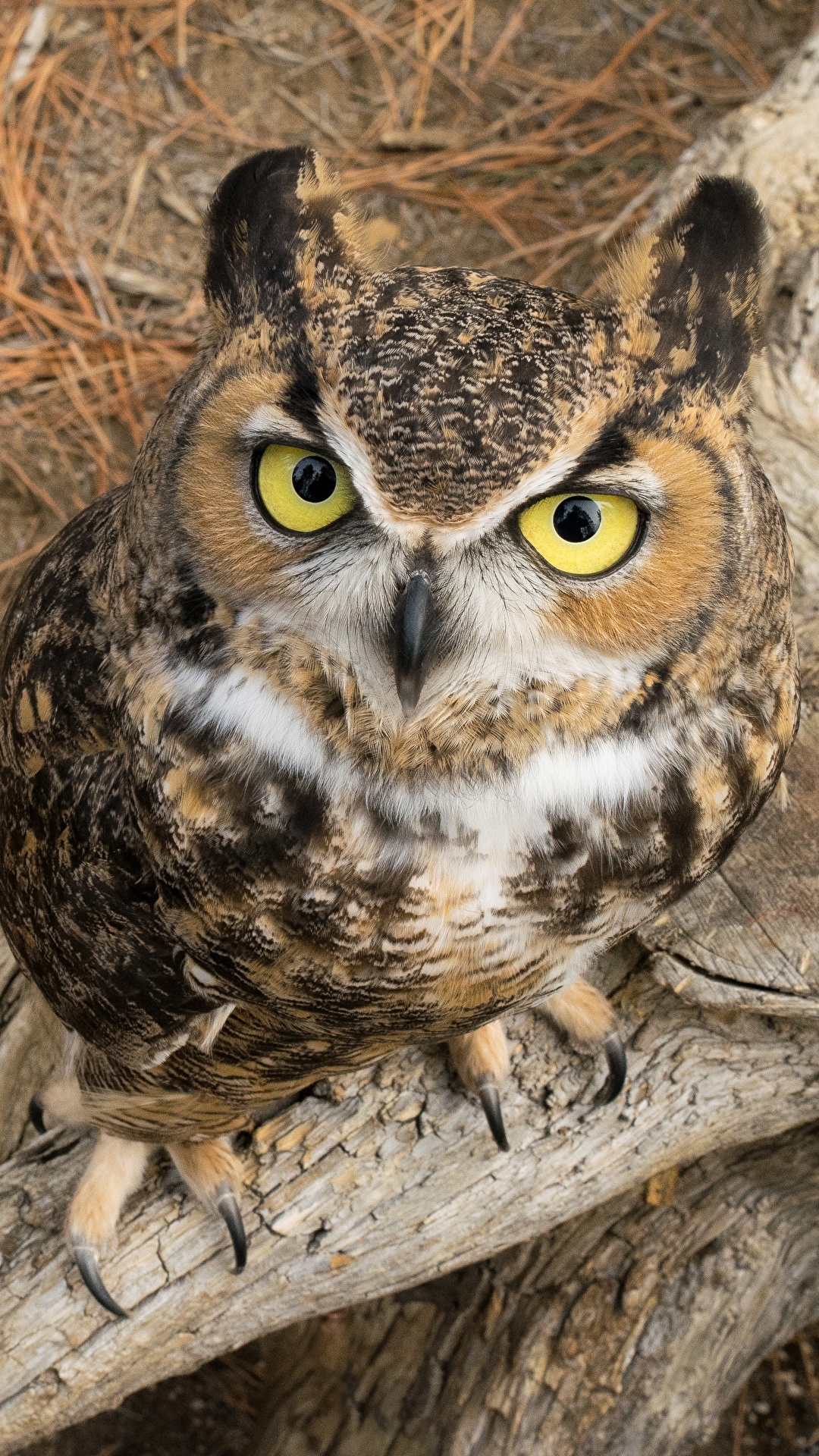 1080x1920  Фотографии Филин Совообразные Great horned owl Взгляд 1080x1920