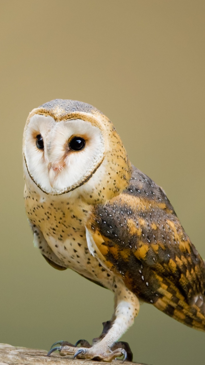 720x1280  Филин обои для телефона, HD заставки и картинки на экран блокировки  720x1280 | Akspic