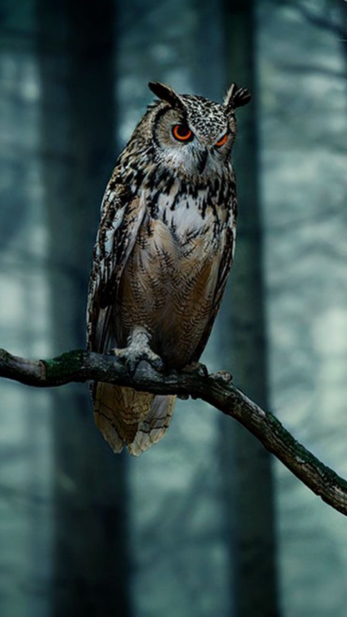 675x1200  Ночная Сова - 63 фото