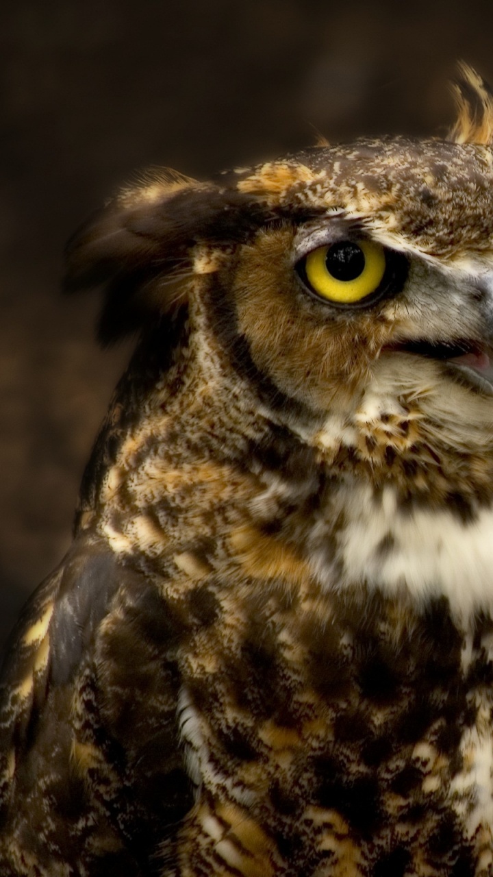 720x1280  Филин обои для телефона, HD заставки и картинки на экран блокировки  720x1280 | Akspic