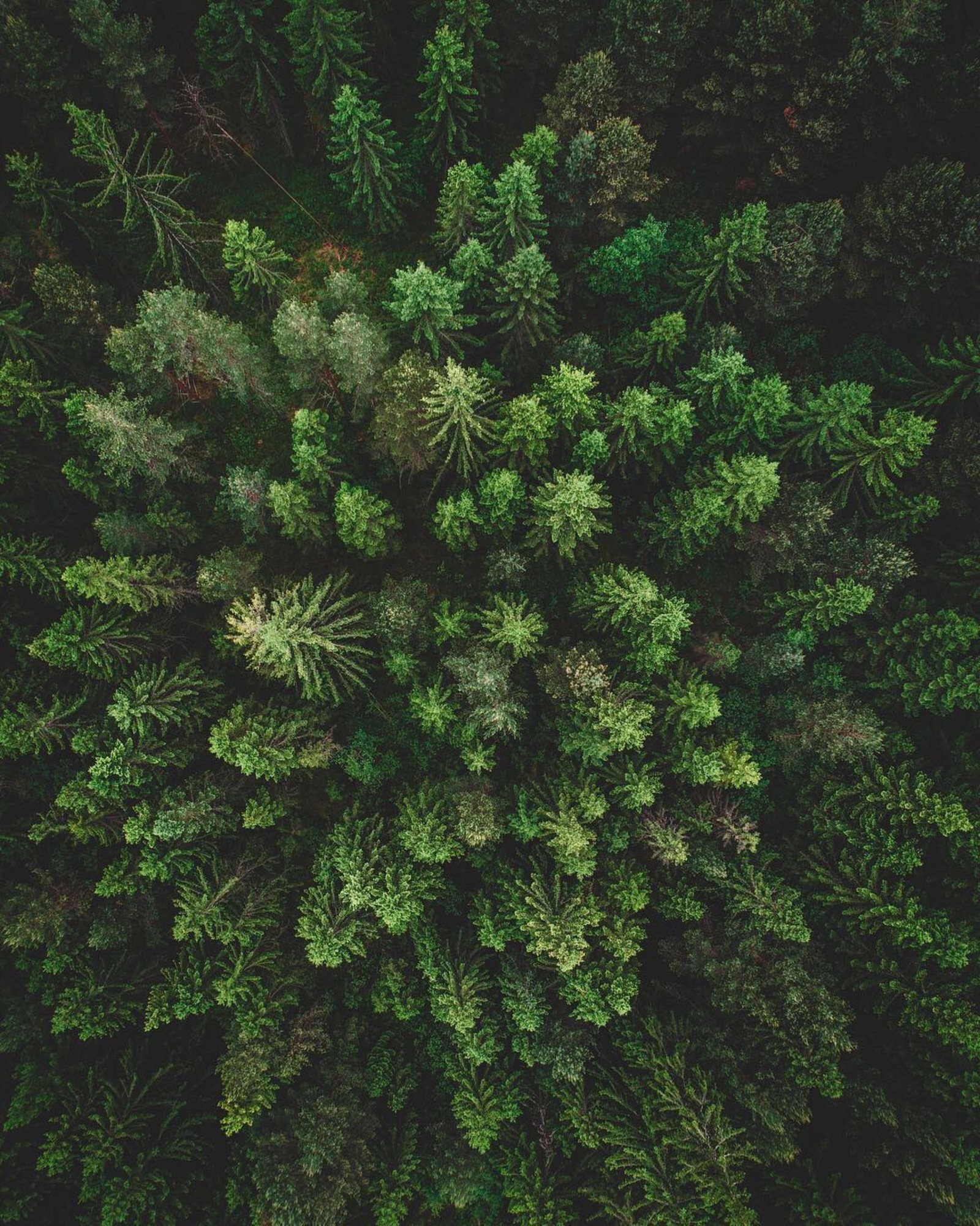 1600x2000  Хвойный лес | Пикабу