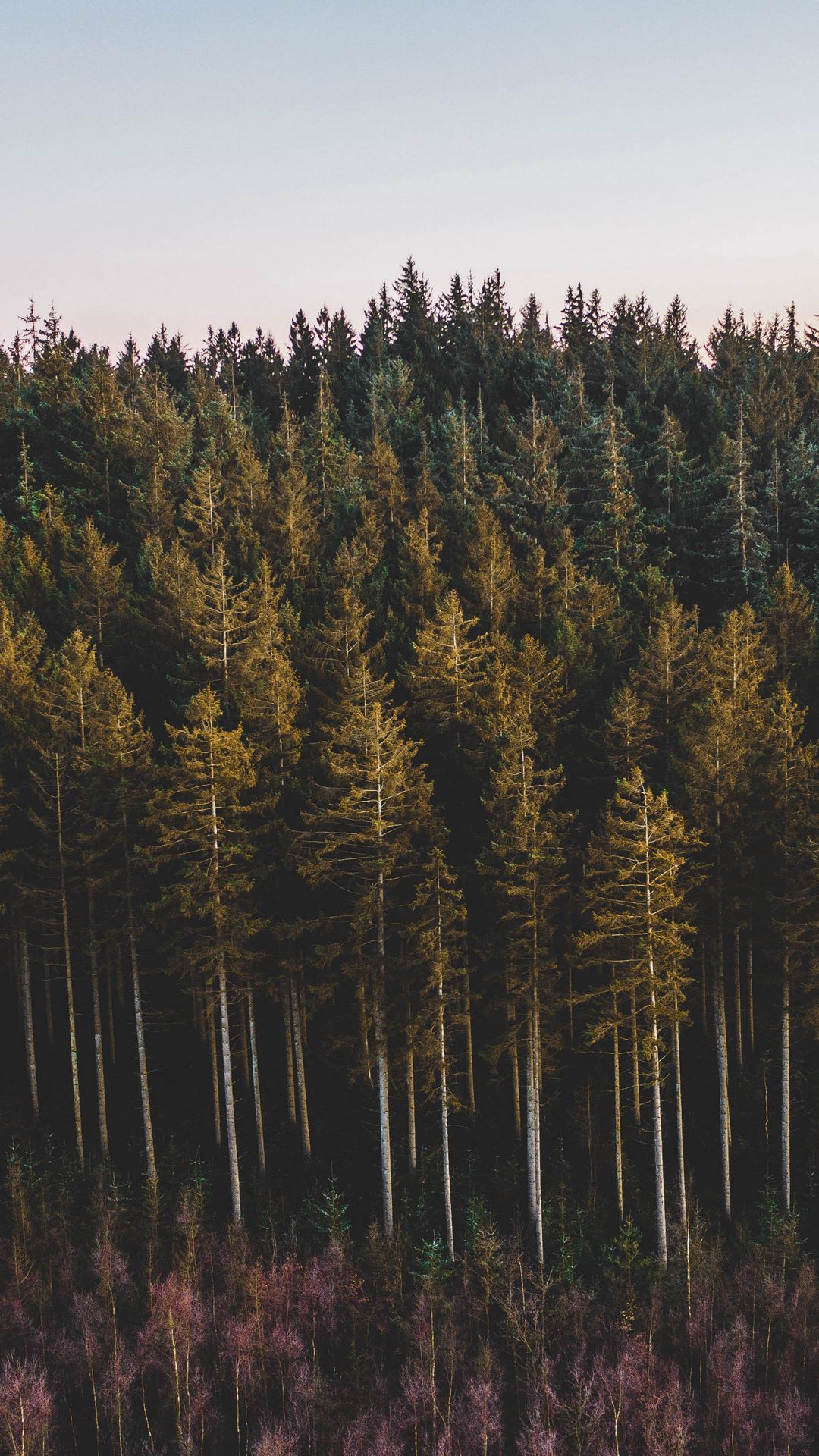 1080x1920  Скачать 1080x1920 лес, хвойный, деревья, сосны, природа обои, картинки  samsung galaxy s4, s5, note, sony xperia z, z1, z2, z3, htc one, lenovo vibe