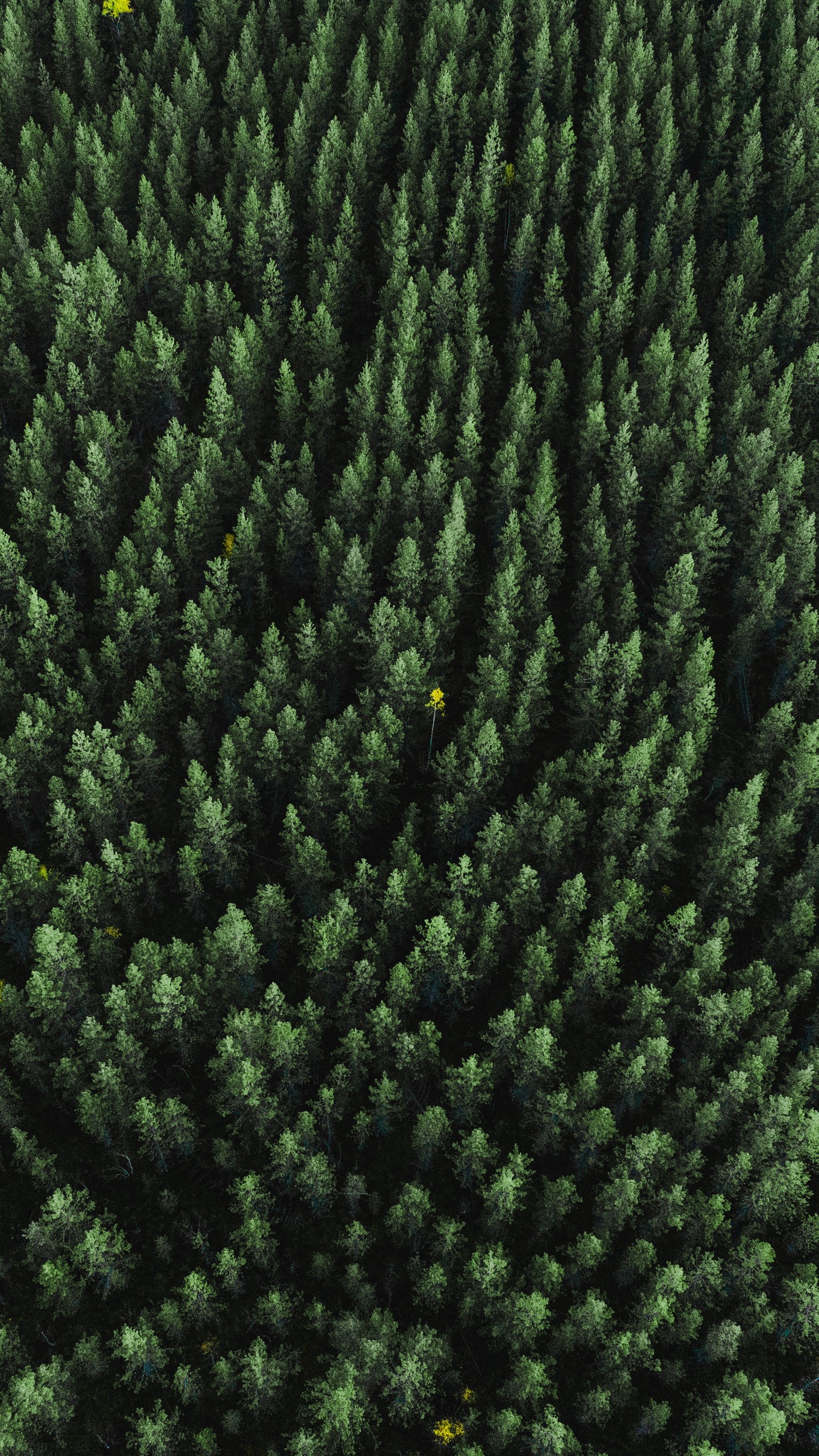 1440x2560  Forest - хвойный лес- лес в 2023 г | Лес, Обои для телефона