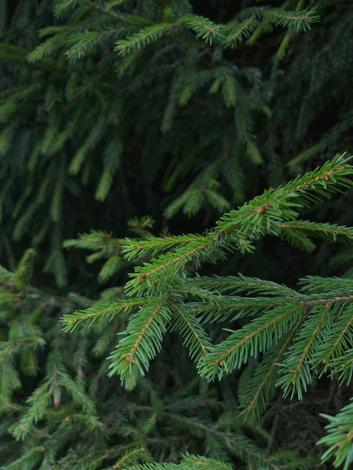 1224x1632  Лес картинки красивые на телефон - 64 фото