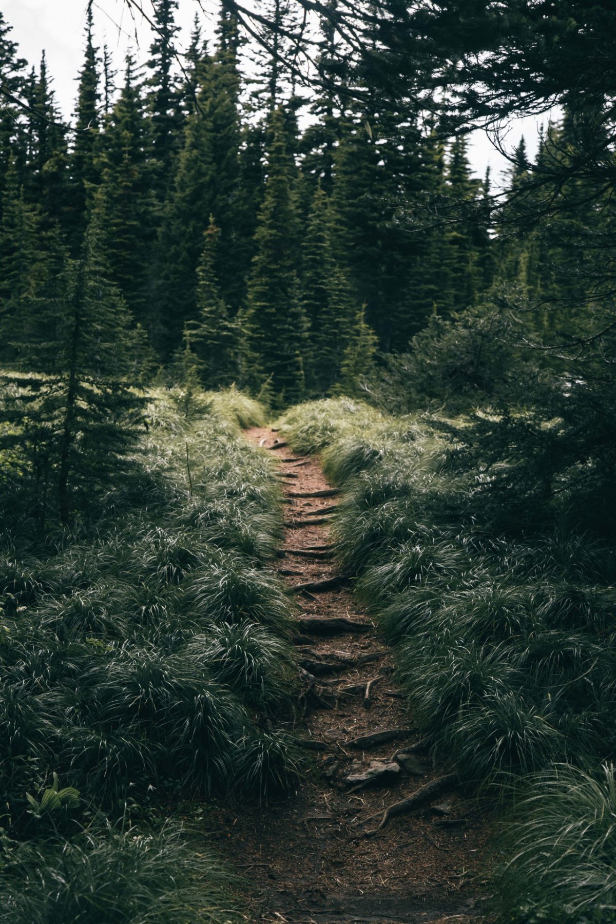 1200x1800  Вид сверху, хвойный лес Обои 1080x1920 iPhone 6 Plus, 7 Plus, 8 Plus