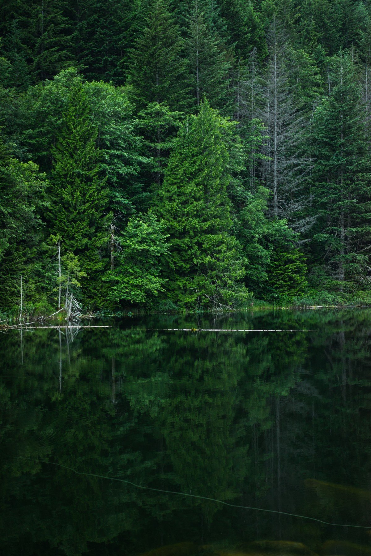 Лес и вода картинки для телефона