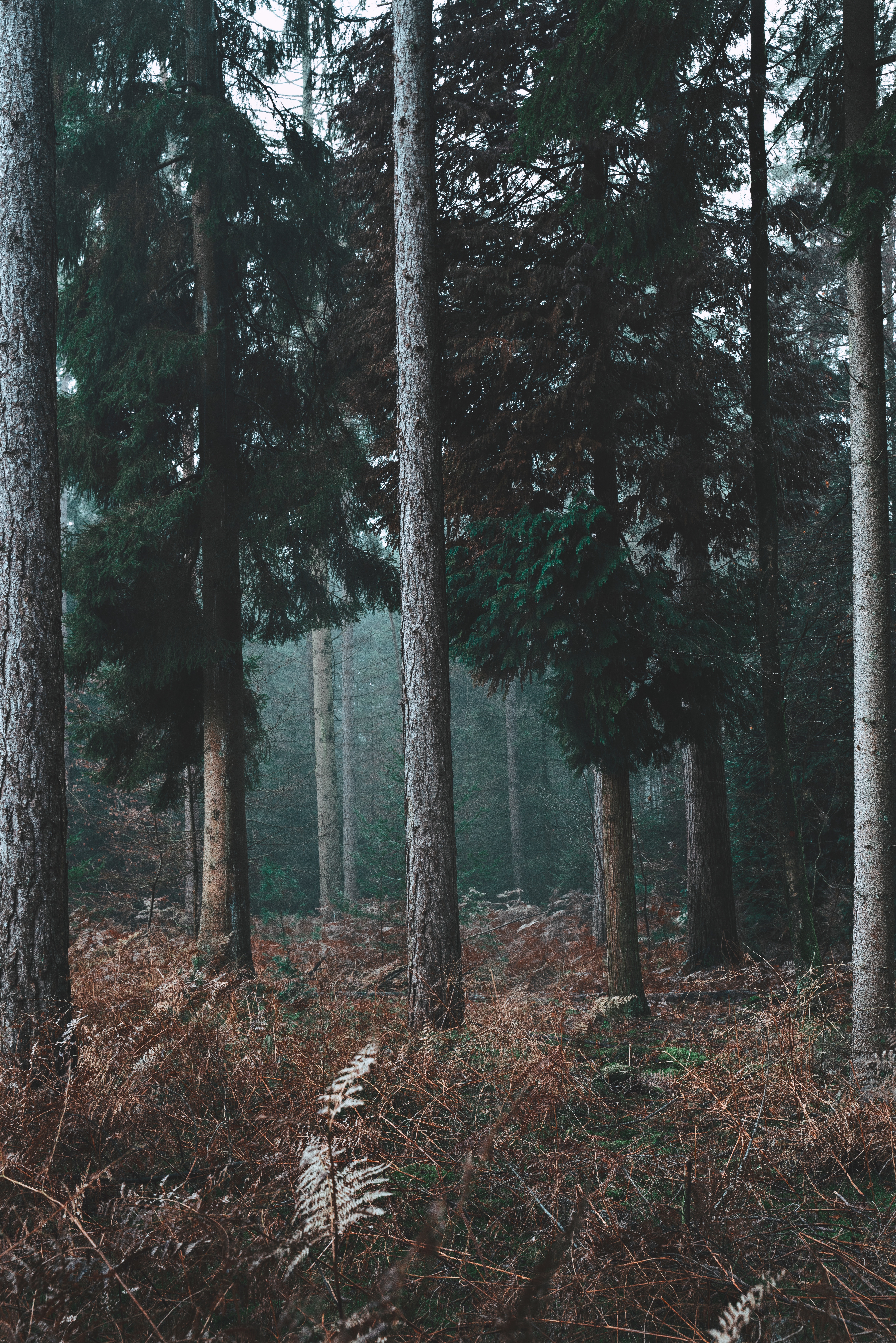 5304x7952  Лесные обои на телефон - фото и картинки: 53 штук