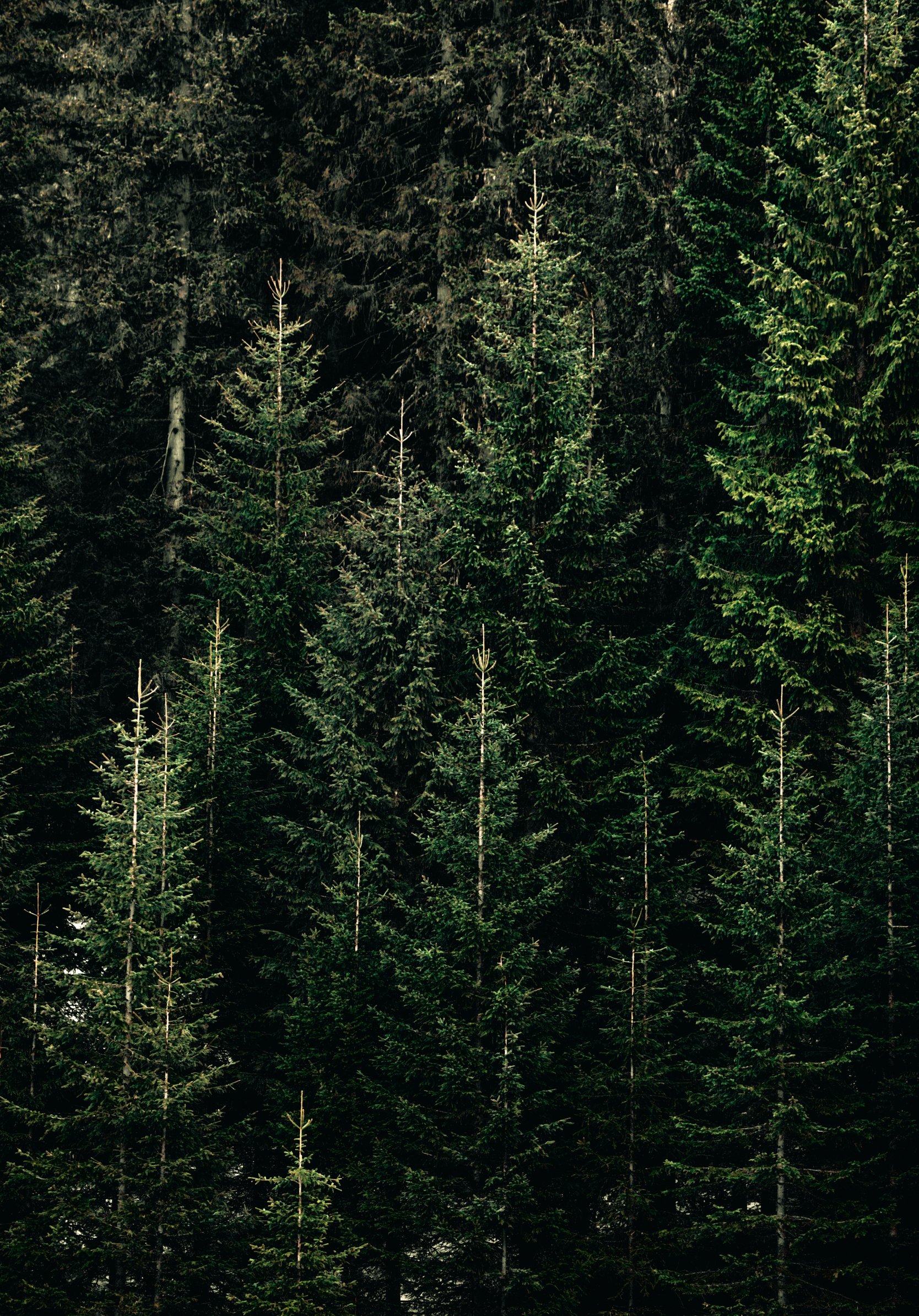 1668x2388  Обои на телефон лес зима - 62 фото