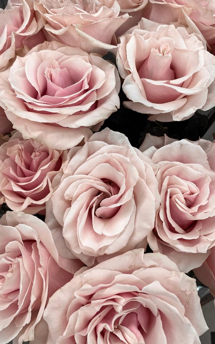 736x1177  Обои на телефон | Цветочные фоны, Абстрактные цветочные картины, Фиолетовые  пионы