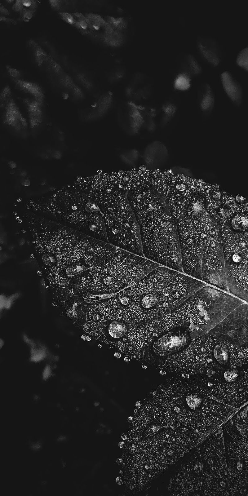 800x1600  Черно белые обои на телефон (30 фото)