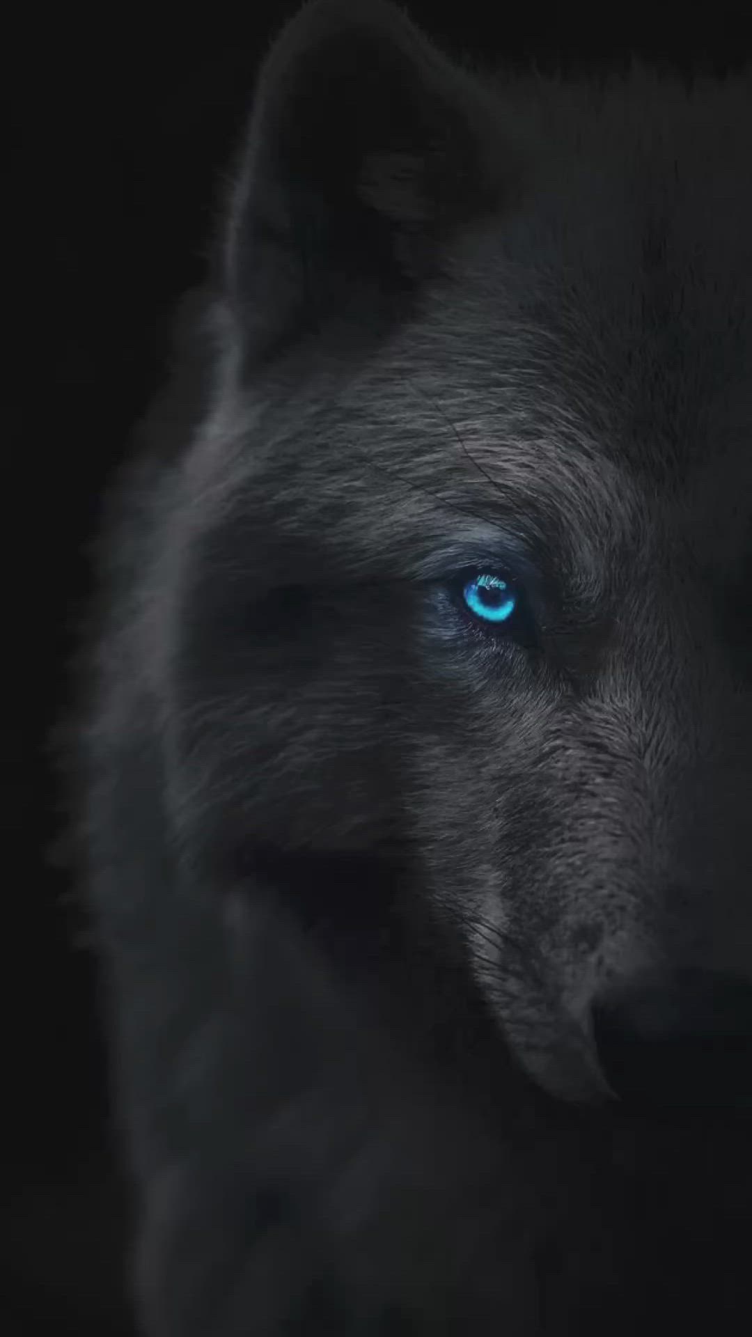 1080x1920  Идеи на тему «Волк» (8) | волчак, оборотни, черные волки