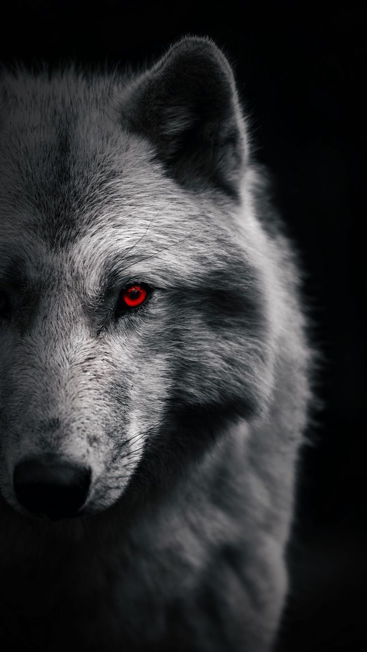 736x1308  Umbra Noctis | Воющий волк, Изображения волков, Черные волки