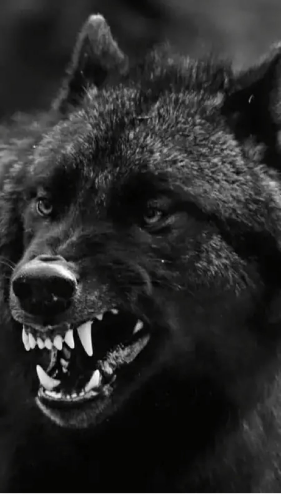 900x1600  Зов предков | Пикабу