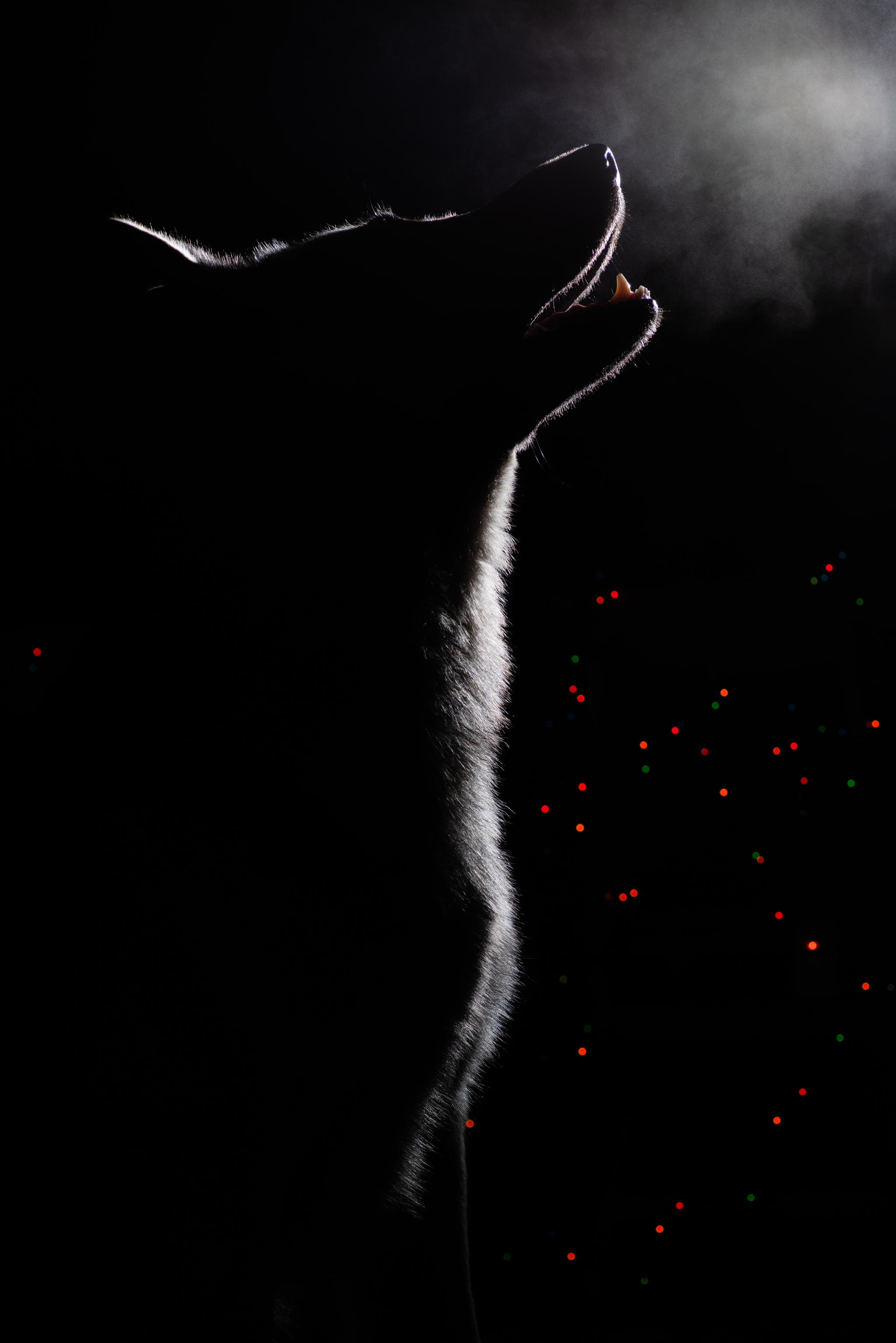 2048x3069  Обои на телефон: Животные, Волки, Волк, 1184570 скачать картинку бесплатно.