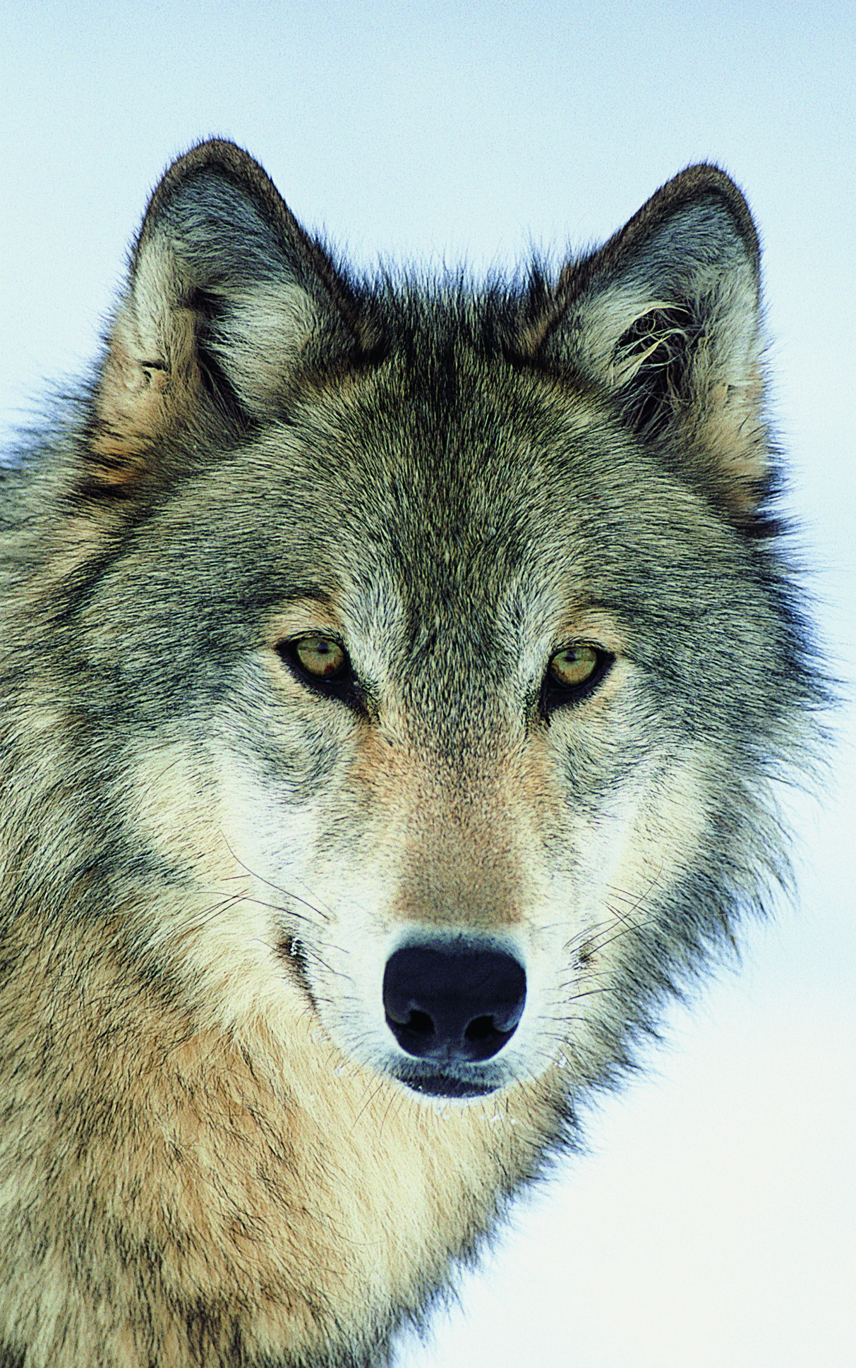 1752x2800  Черный волк обои для Андроид Full HD, лучшие 1080x1920 заставки на телефон  | Akspic