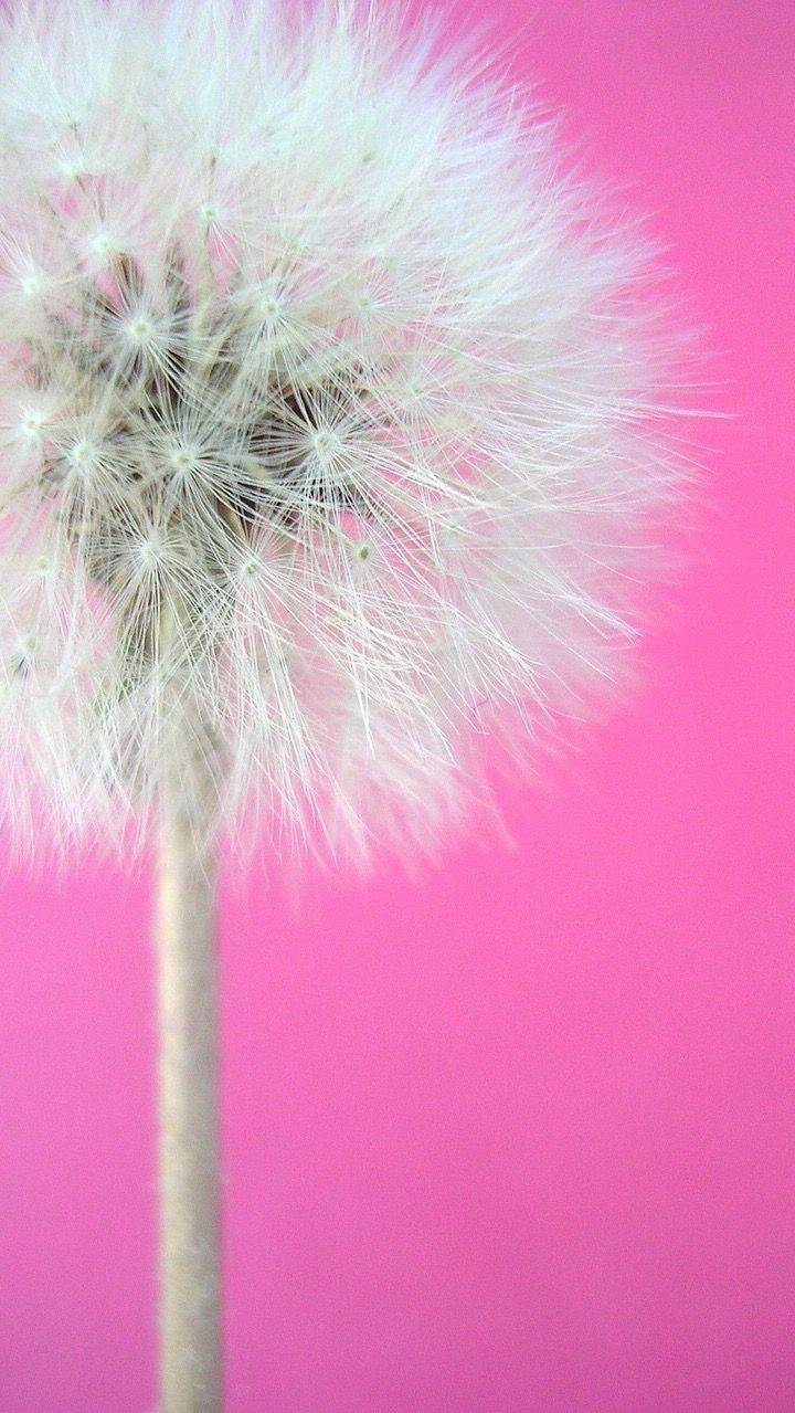 720x1279  iPhone wallpaper | Розовые фоны, Цветочные фоны, Цветочный