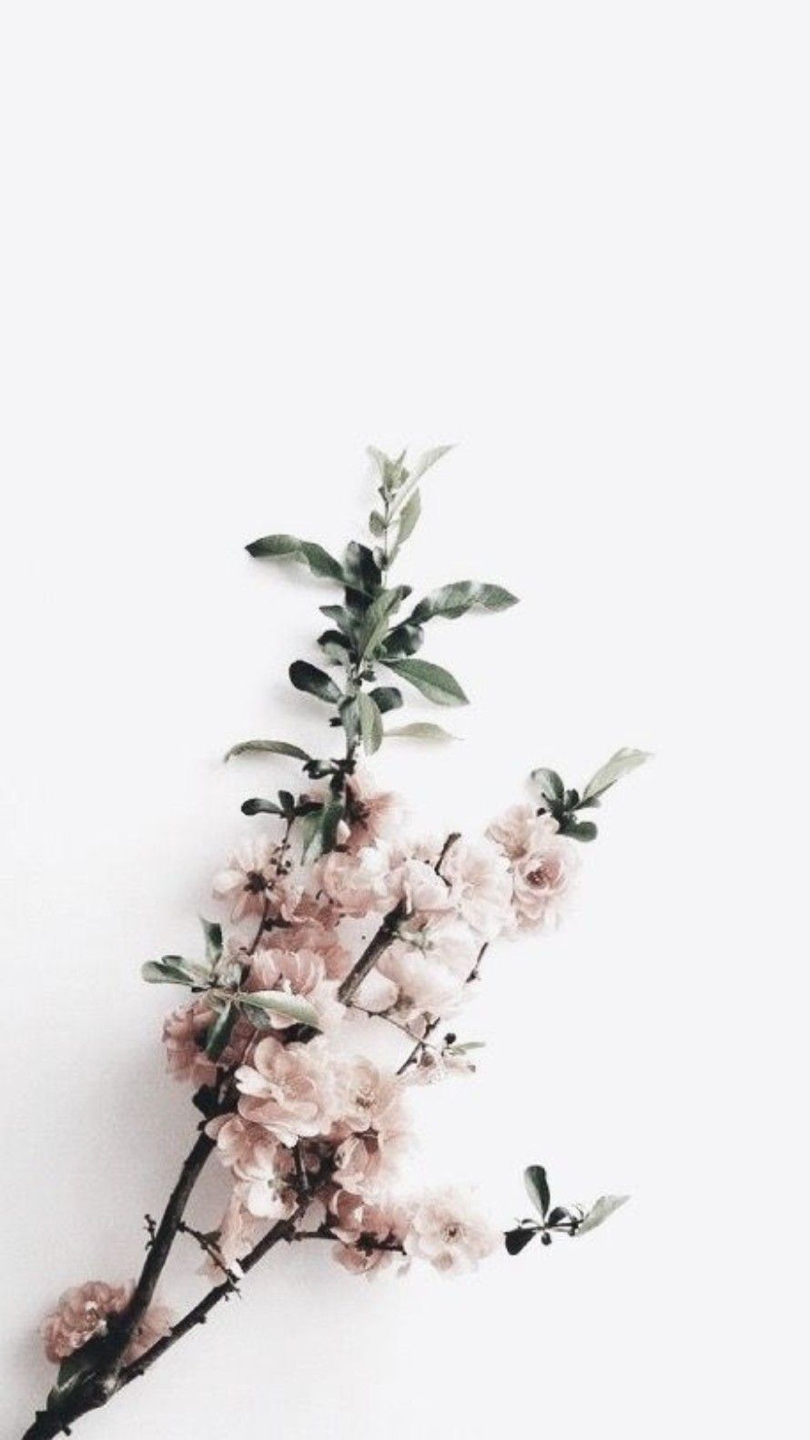 890x1582  Pin by limonii99 on Wallpaper | Flower background wallpaper, Flower  aesthetic, Floral background