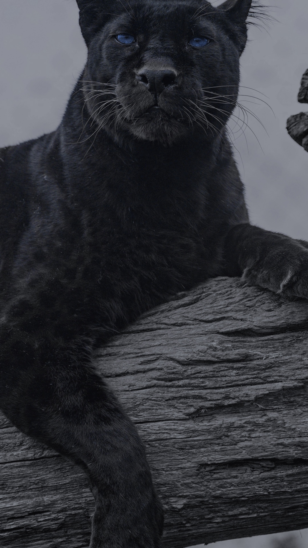 1080x1920  1080x1920 Big Cats Wallpapers for Android Mobile Smartphone [Full HD]