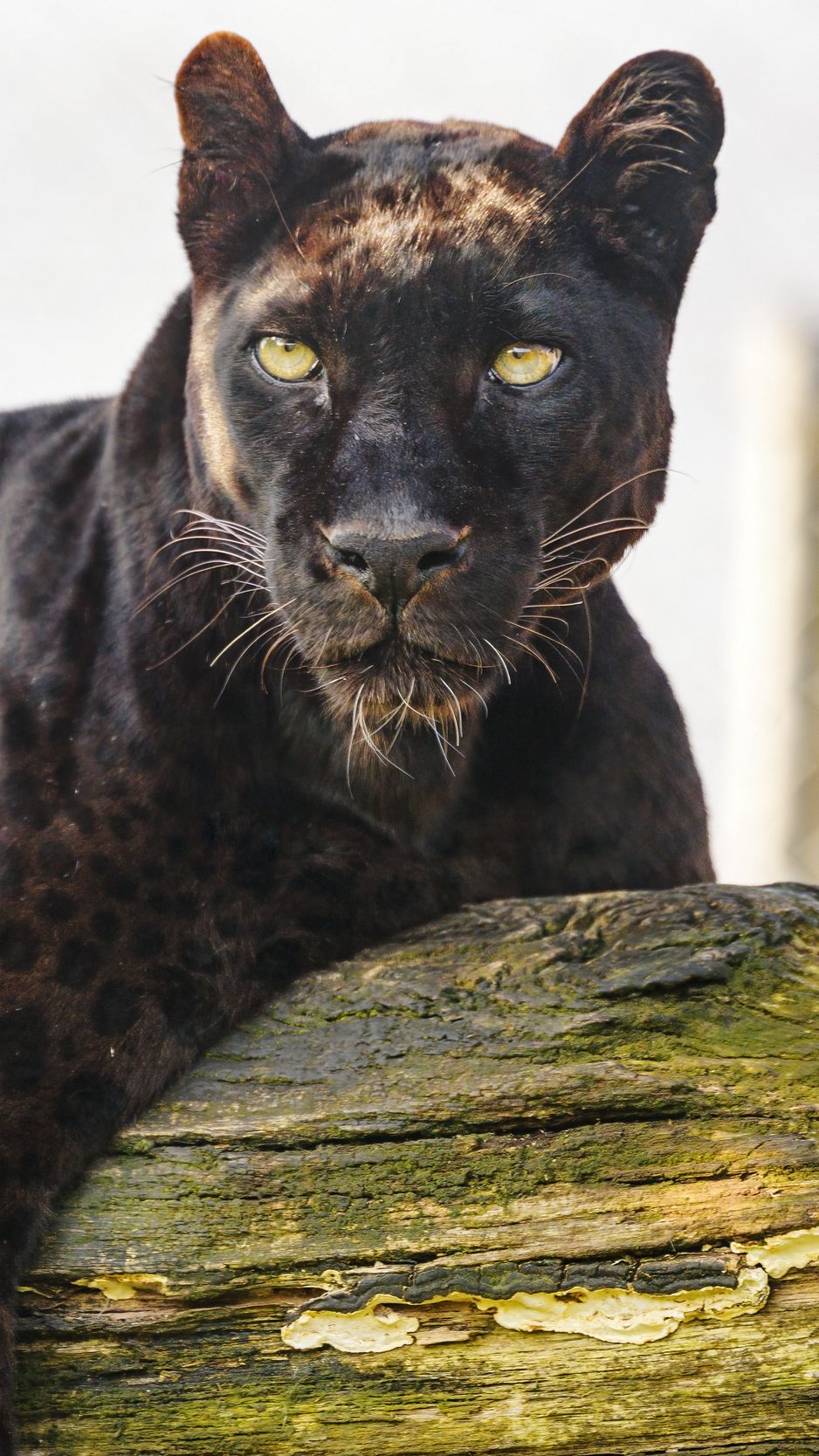 938x1668  Скачать 938x1668 пантера, животное, хищник, большая кошка обои, картинки  iphone 8/7/6s/6 for parallax