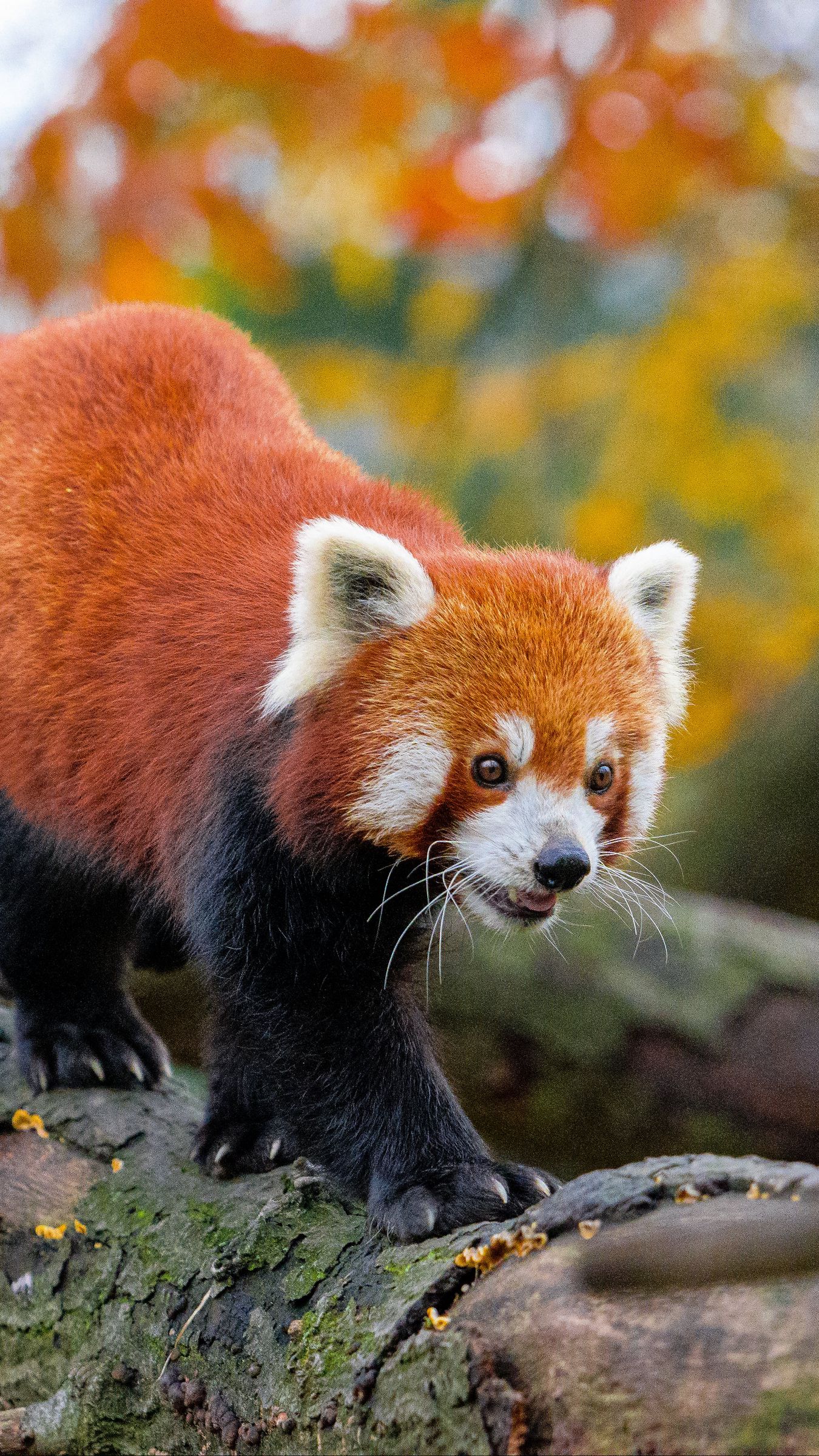 1350x2400  Скачать 1350x2400 красная панда, движение, лапы, дерево, животное обои,  картинки iphone 8+/7+/6s+/6+ for parallax