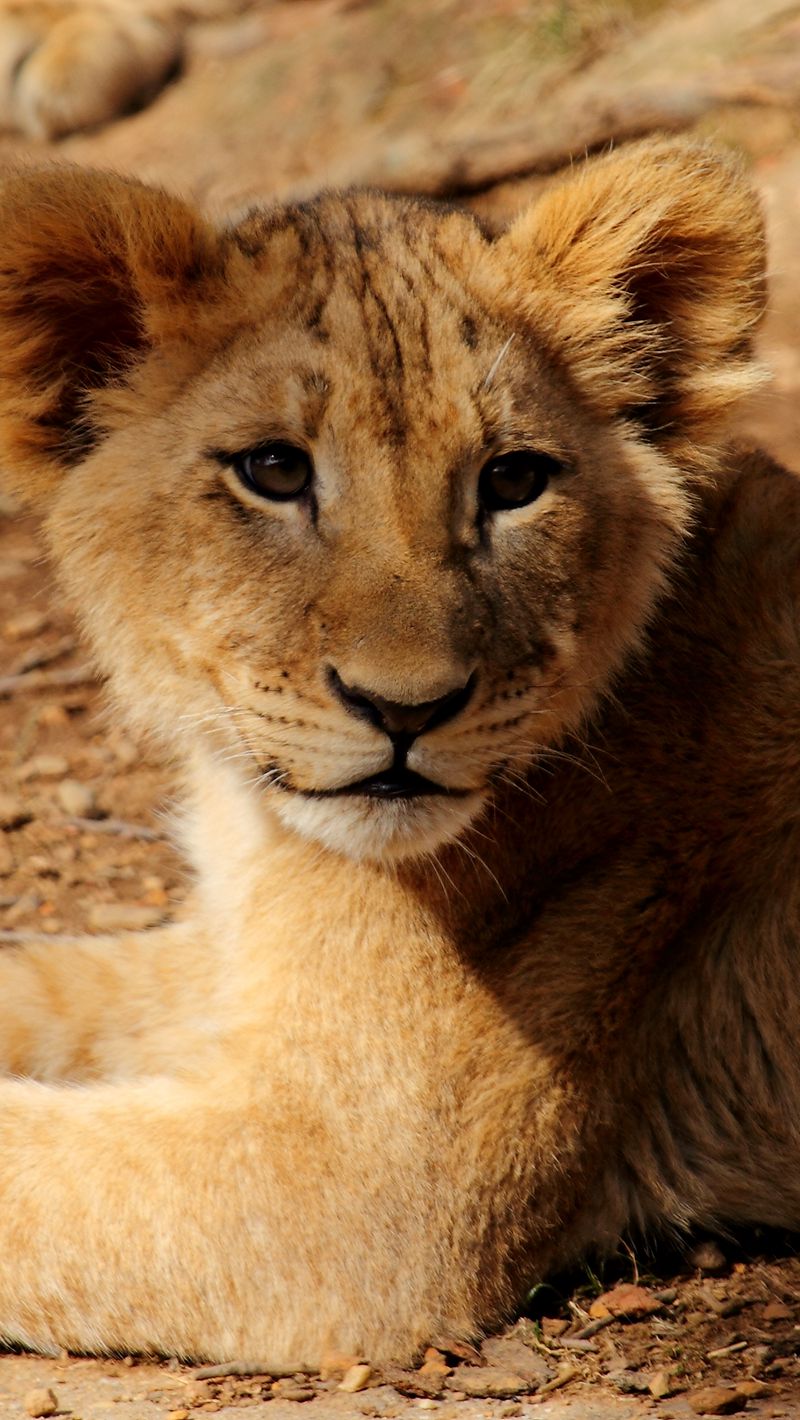 800x1420  Скачать 800x1420 львенок, лев, животное, дикая природа обои, картинки  iphone se/5s/5c/5 for parallax