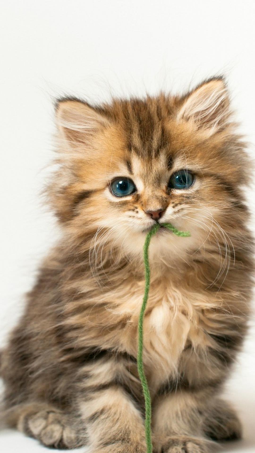 1080x1920  Картинки на телефон котики - 69 фото