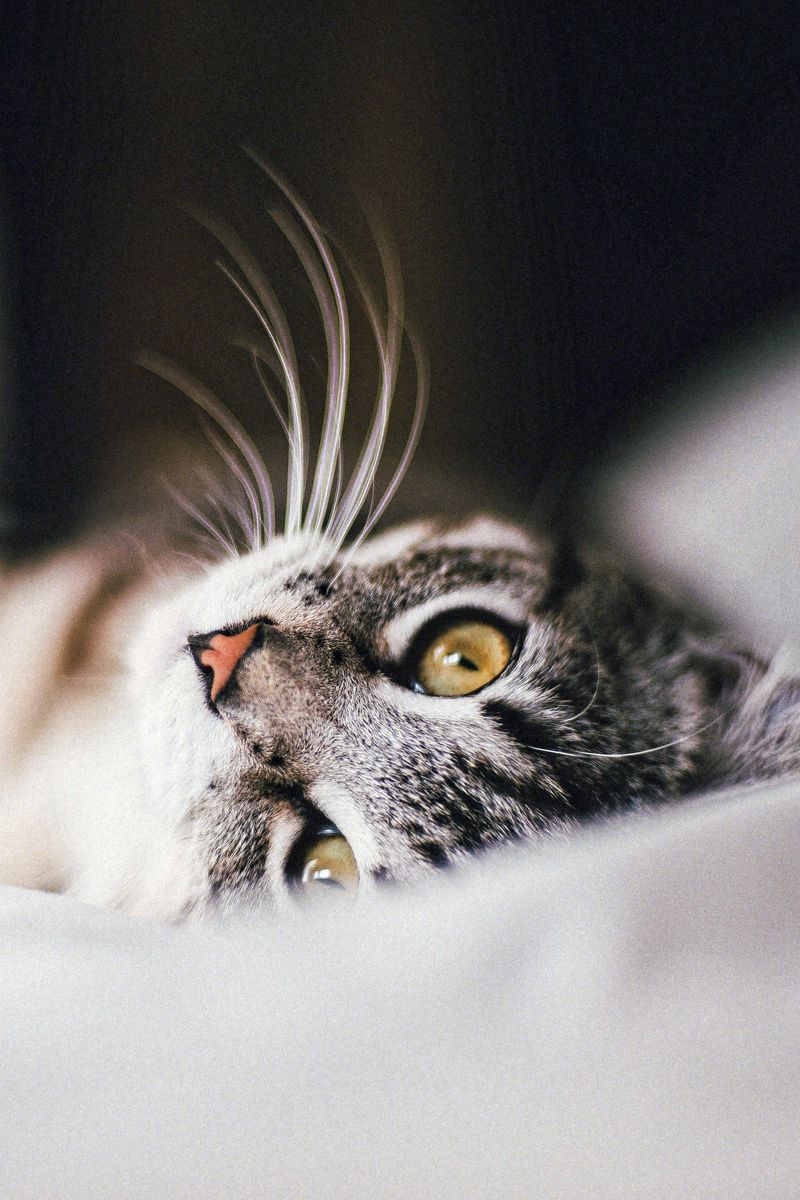 800x1200  Скачать 800x1200 кошка, животное, питомец, серый обои, картинки iphone 4s/4  for parallax