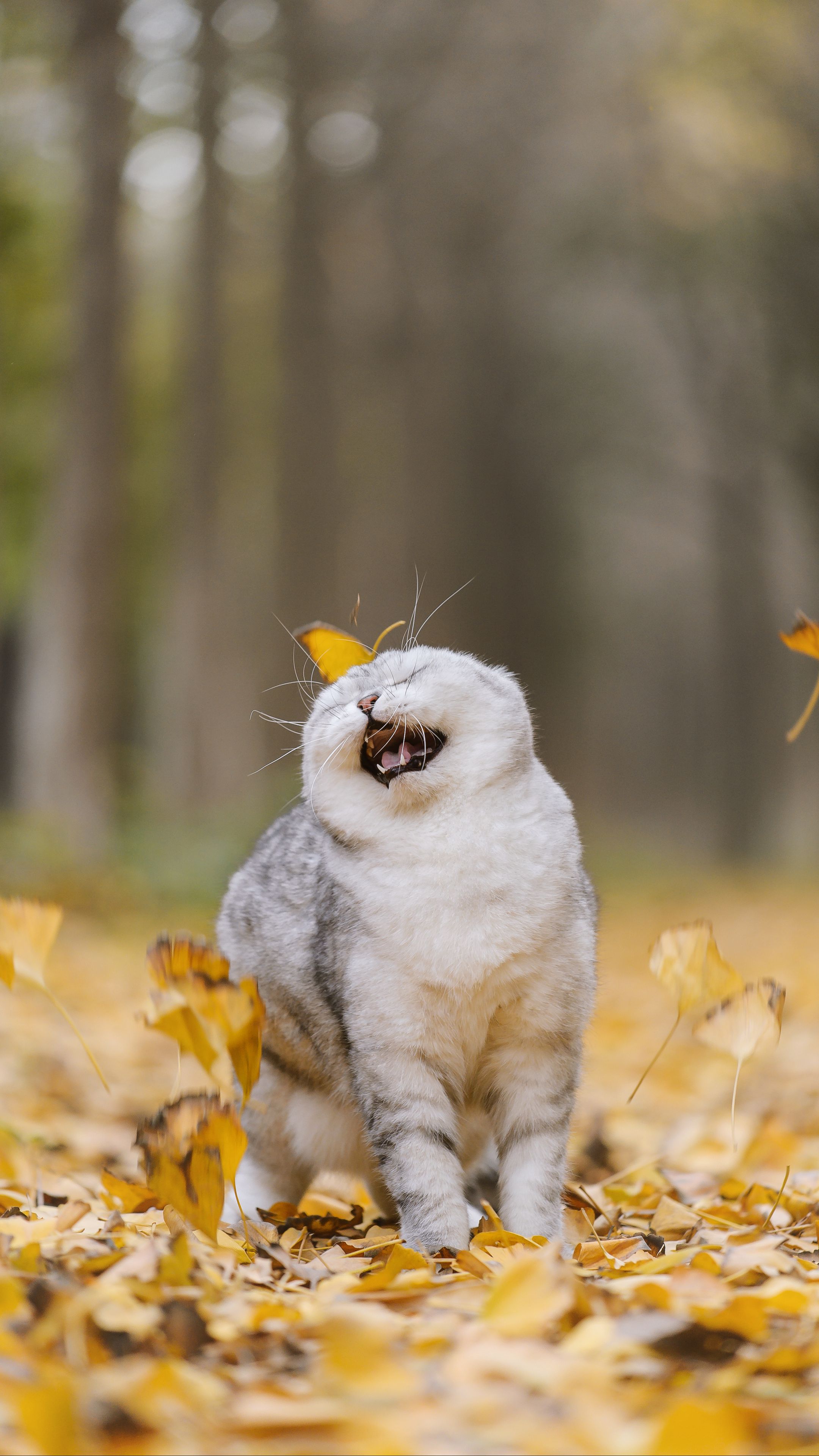 2160x3840  Скачать 2160x3840 кошка, листья, питомец, забавный, прикольный обои,  картинки samsung galaxy s4, s5, note, sony xperia z, z1, z2, z3, htc one,  lenovo vibe