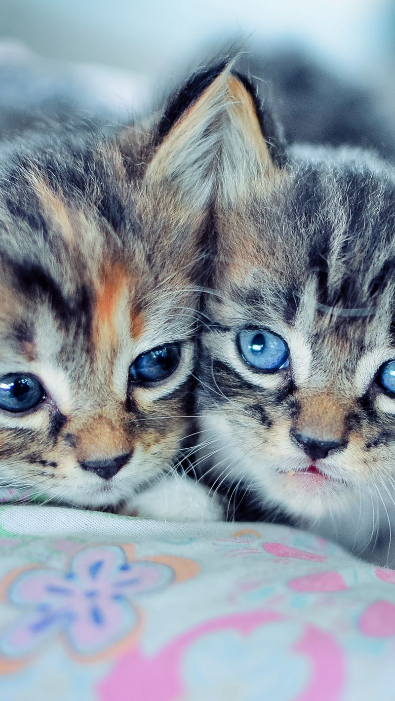 800x1420  Скачать 800x1420 котята, пара, лежать, милые обои, картинки iphone  se/5s/5c/5 for parallax