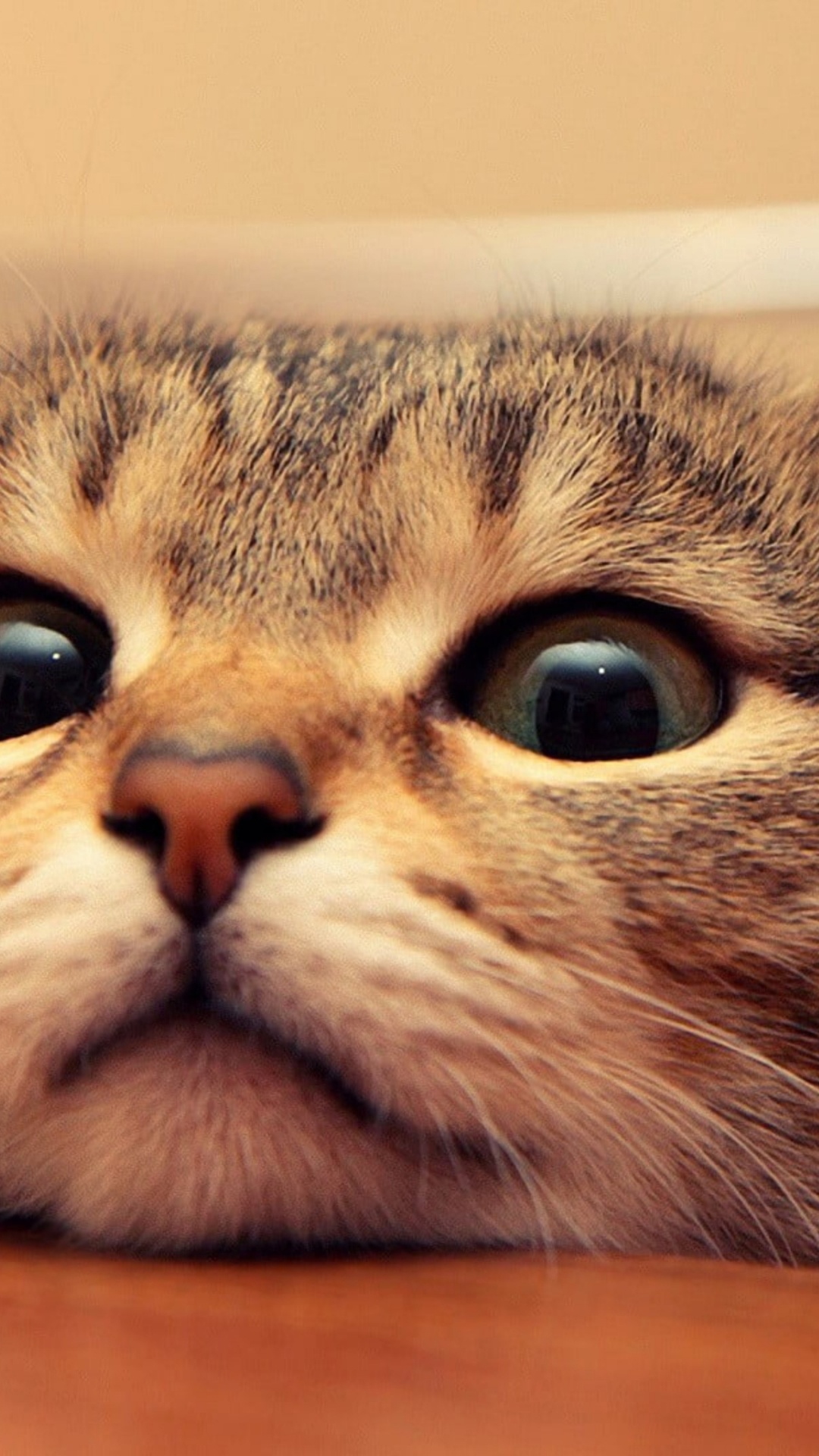 1080x1920  1080x1920 Cuteness Wallpapers for IPhone 6S /7 /8 [Retina HD]