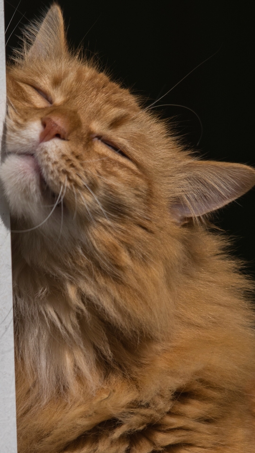 1080x1920  Фотография кот рыжая животное 1080x1920