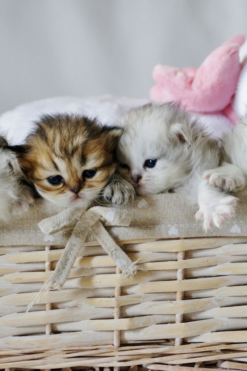 800x1200  Скачать 800x1200 котята, корзина, милые, игрушка обои, картинки iphone 4s/4  for parallax