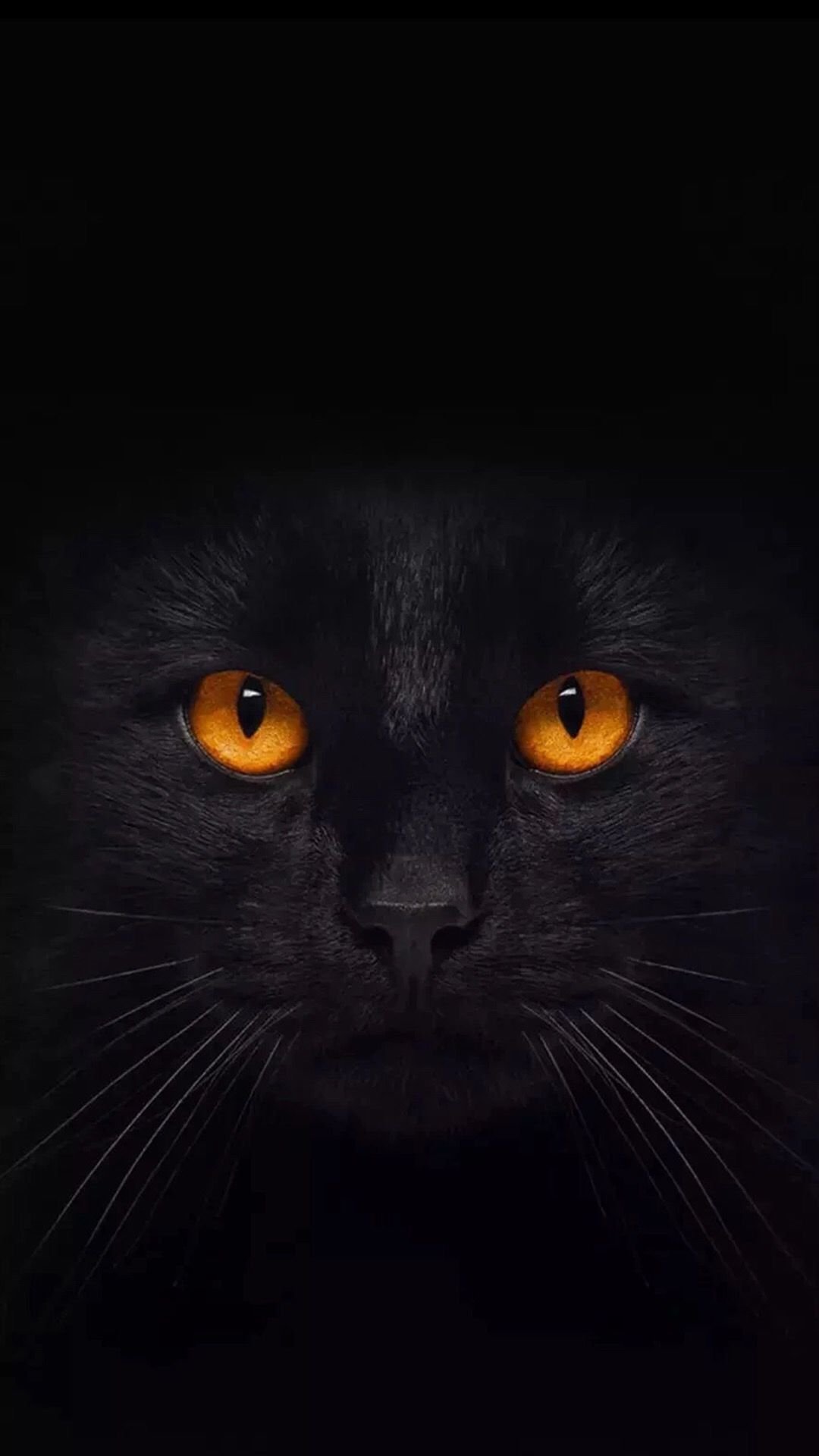 1080x1920  Морда черной кошки - 63 фото