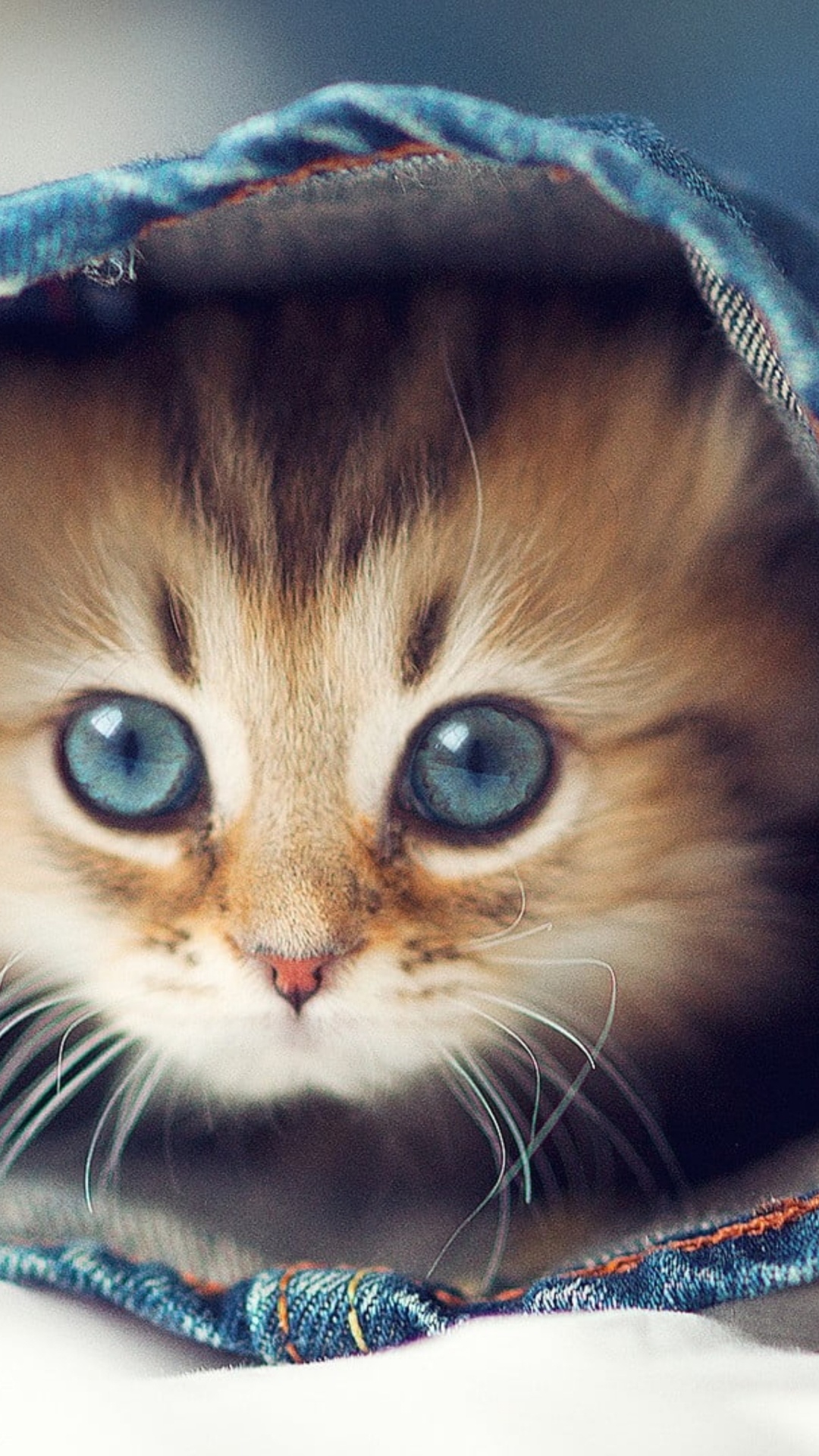 1080x1920  Обои милые кошки, кот, котенок, привлекательность, пес на телефон Android,  1080x1920 картинки и фото бесплатно