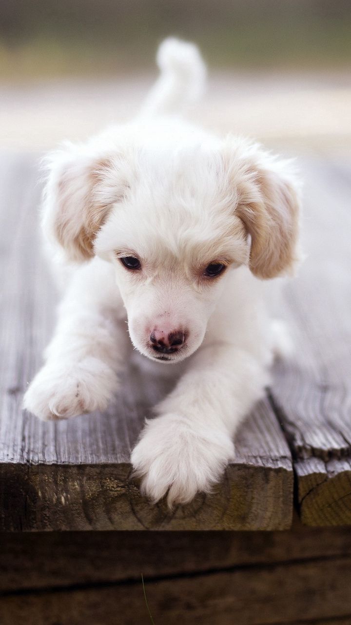 720x1280  Скачать 720x1280 собака, щенок, играть, пушистый обои, картинки samsung  galaxy mini s3, s5, neo, alpha, sony xperia compact z1, z2, z3, asus zenfone