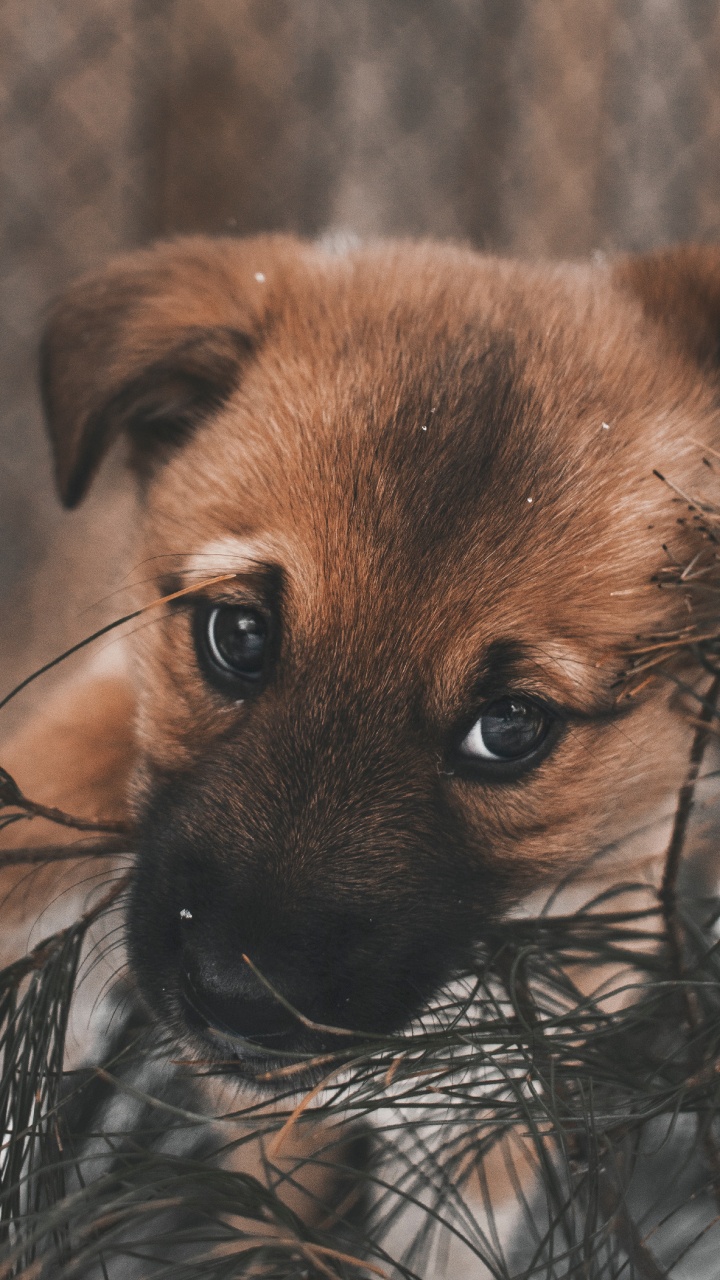720x1280  Собака обои для телефона, HD заставки и картинки на экран блокировки  720x1280 | Akspic