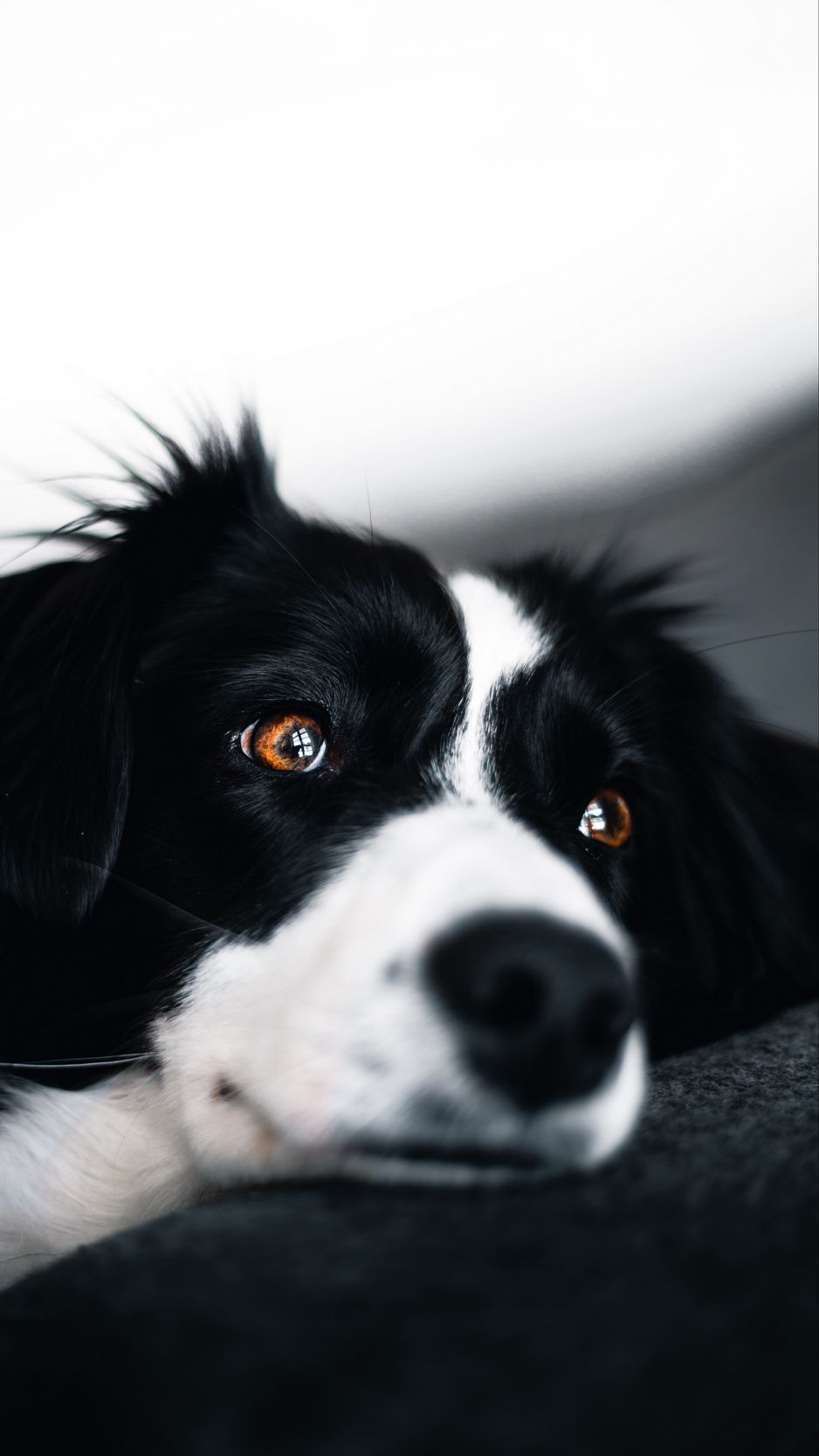 938x1668  Скачать 938x1668 собака, морда, взгляд, питомец, черно-белый обои, картинки  iphone 8/7/6s/6 for parallax